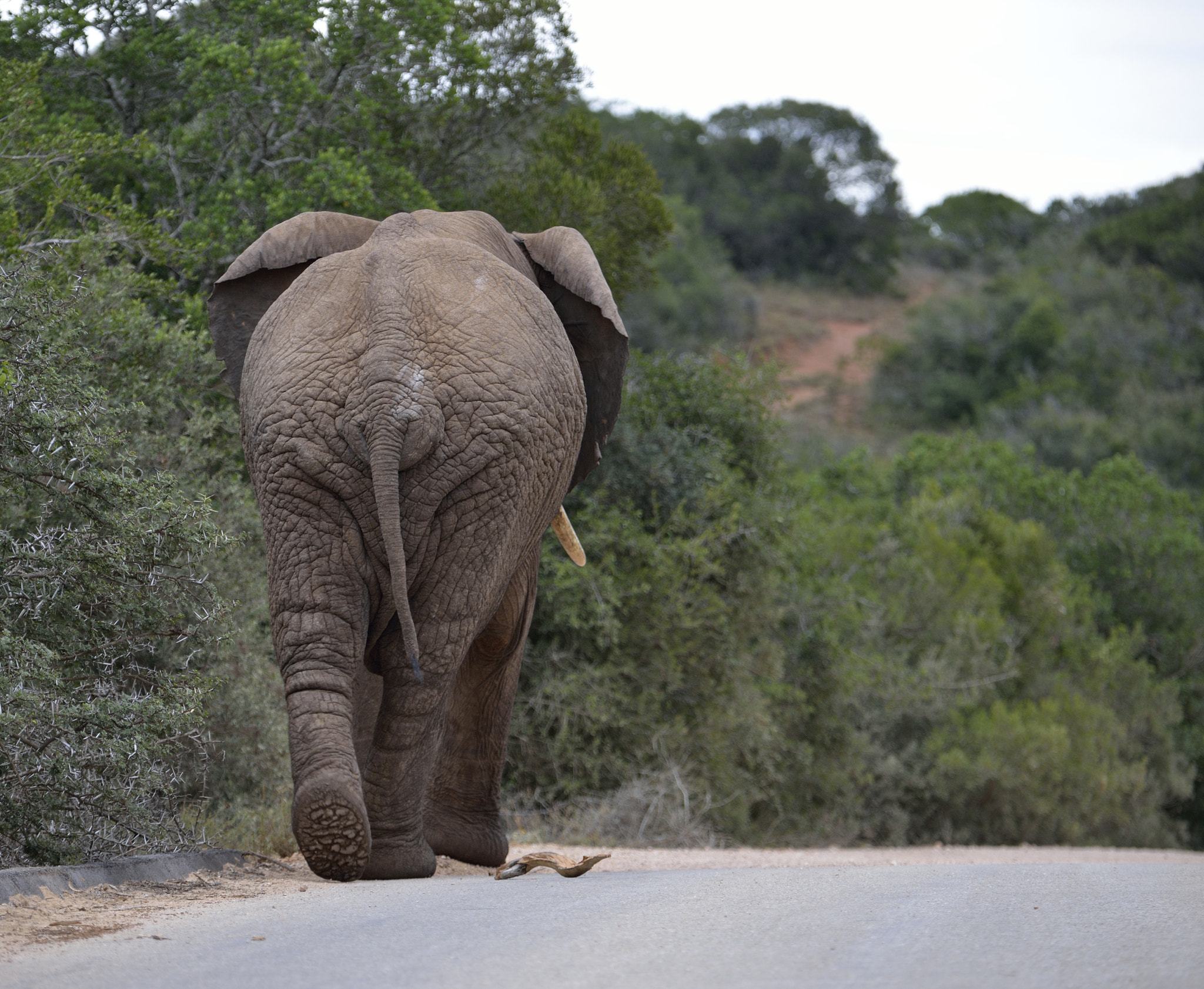 Nikon D800 sample photo. Addo elephant national park photography