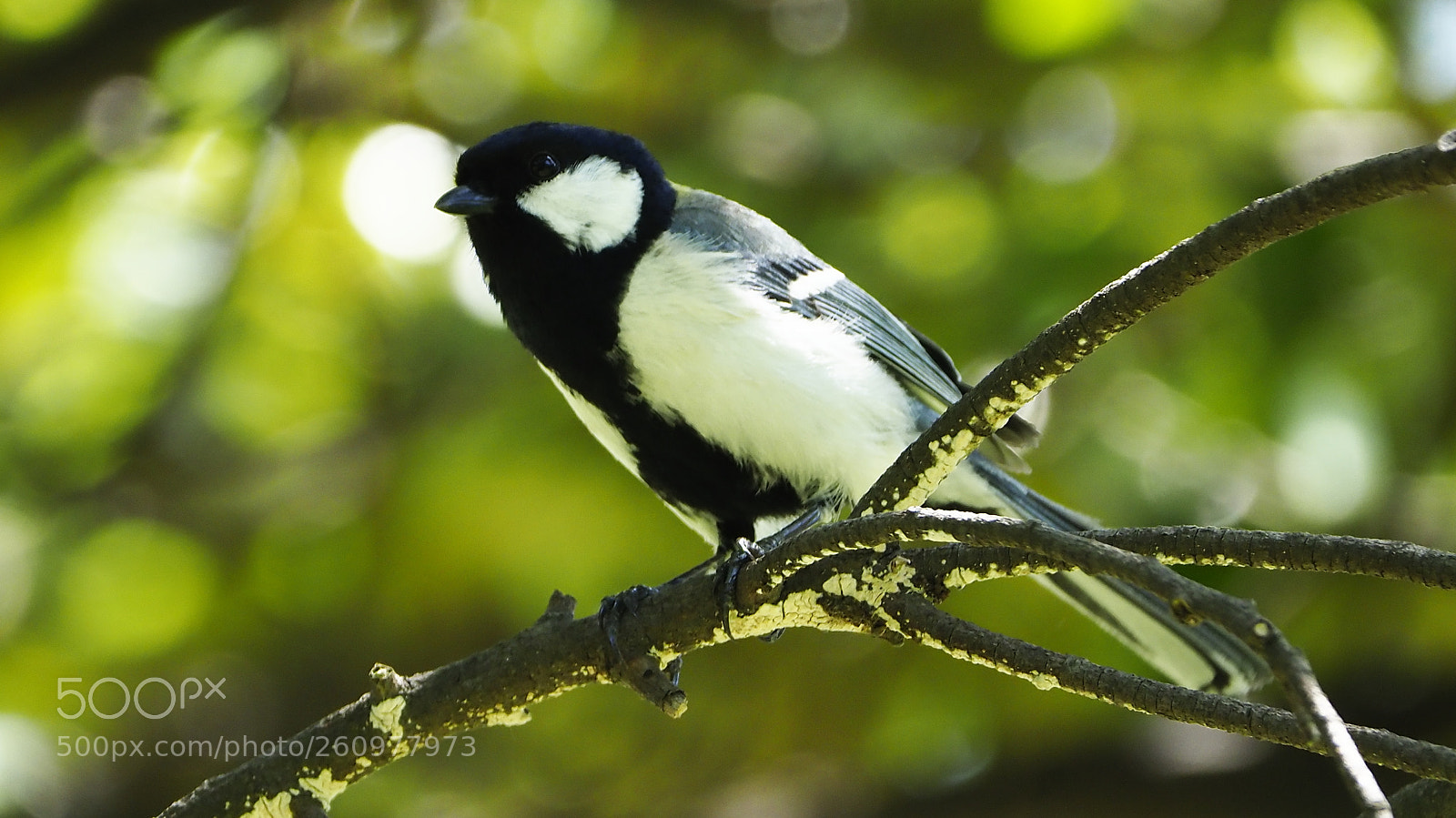Olympus OM-D E-M1 Mark II sample photo. Japanese tit photography