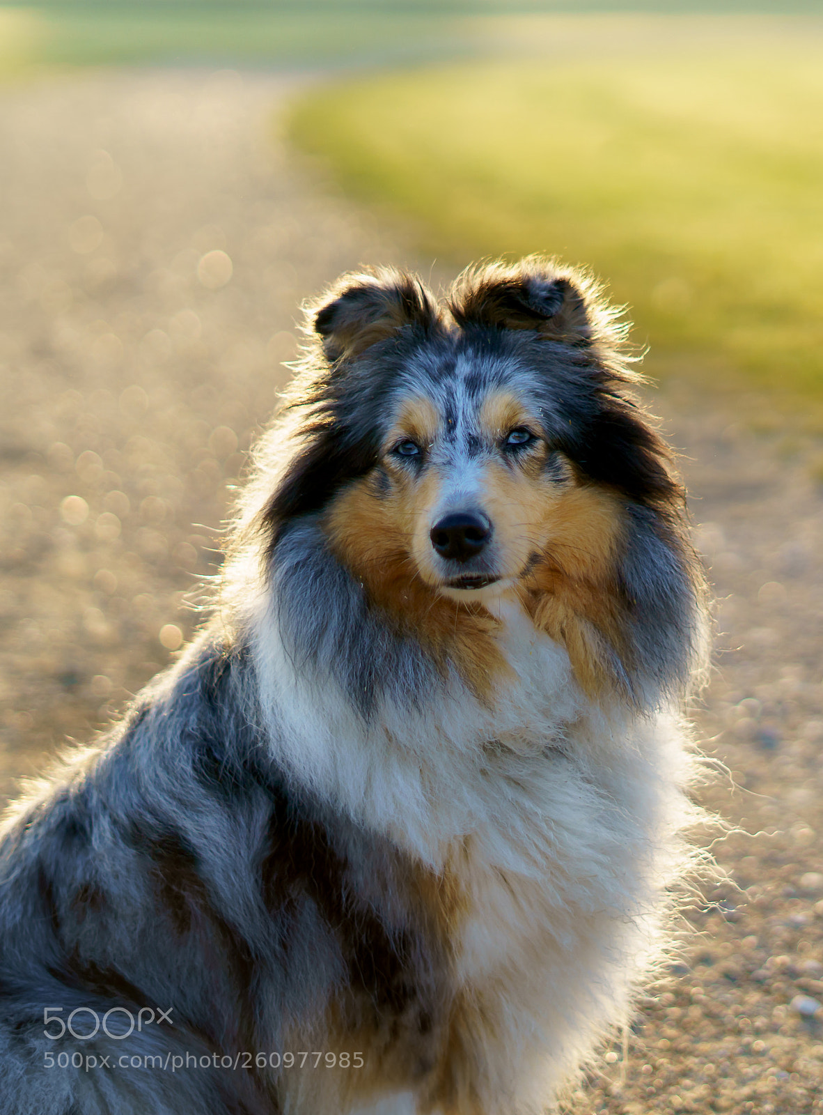 Sony a7 III sample photo. Daisy the dog photography