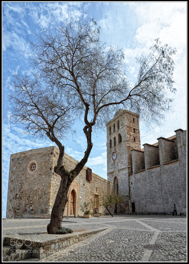 Nikon D5100 sample photo. A tree in the photography