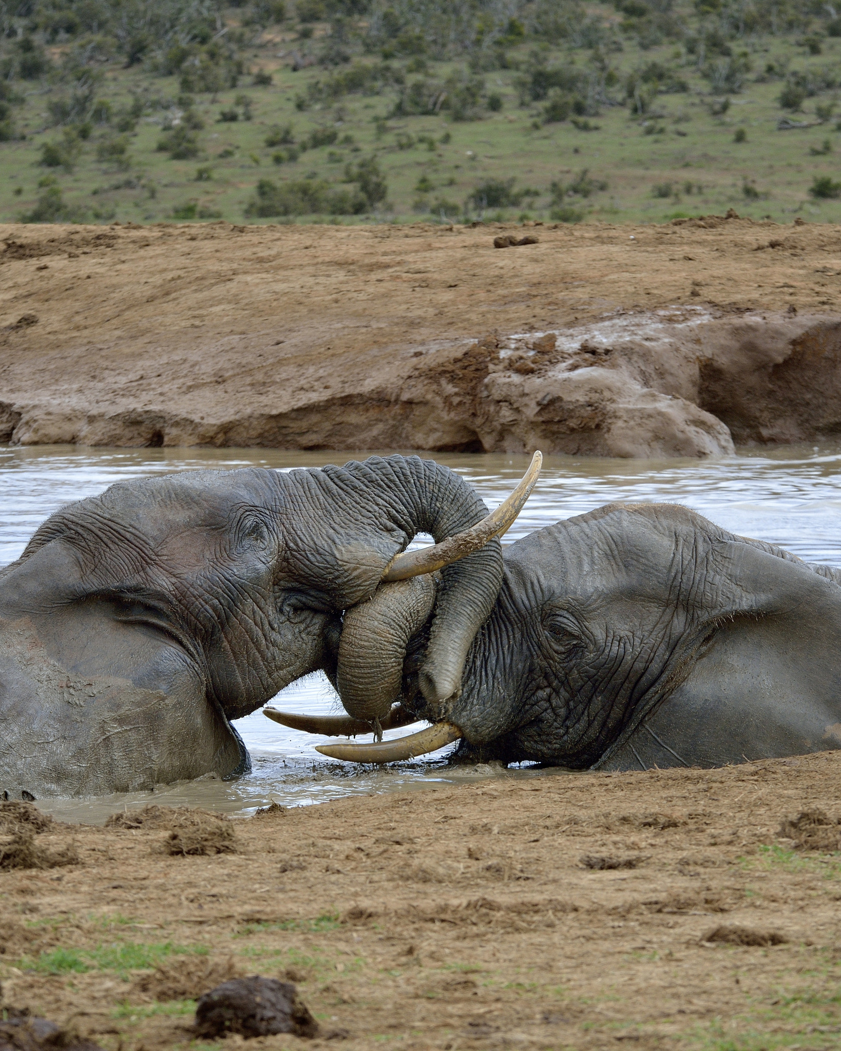 Nikon D800 sample photo. Addo elephant nat.park photography