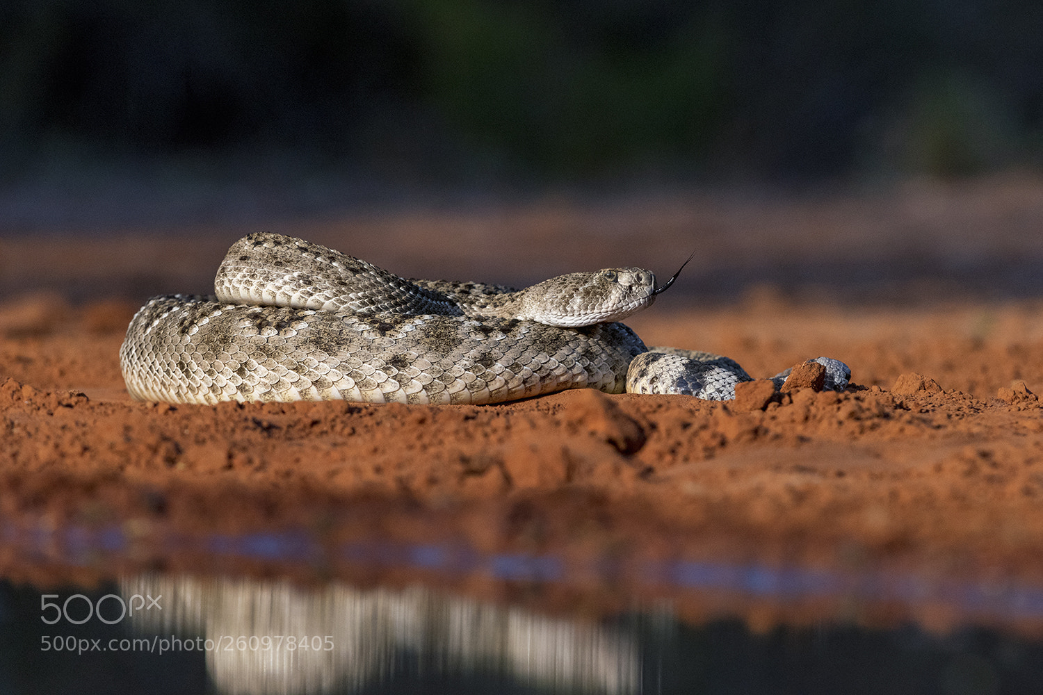 Nikon D810 sample photo. Rattlesnake photography