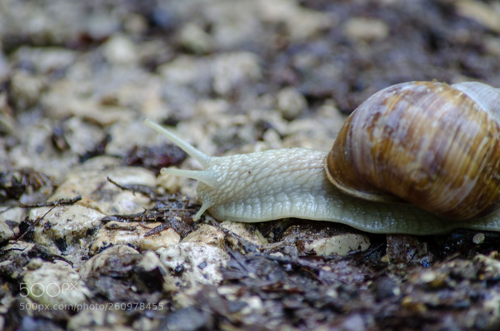 Nikon D5100 sample photo. Schnecke photography