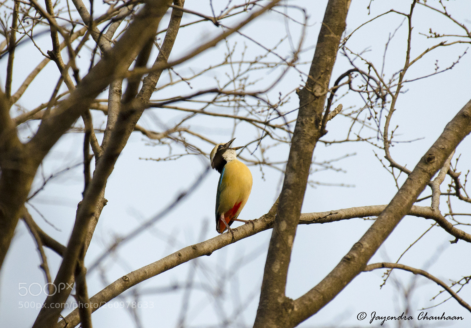 Nikon D5100 sample photo. Indian pitta photography