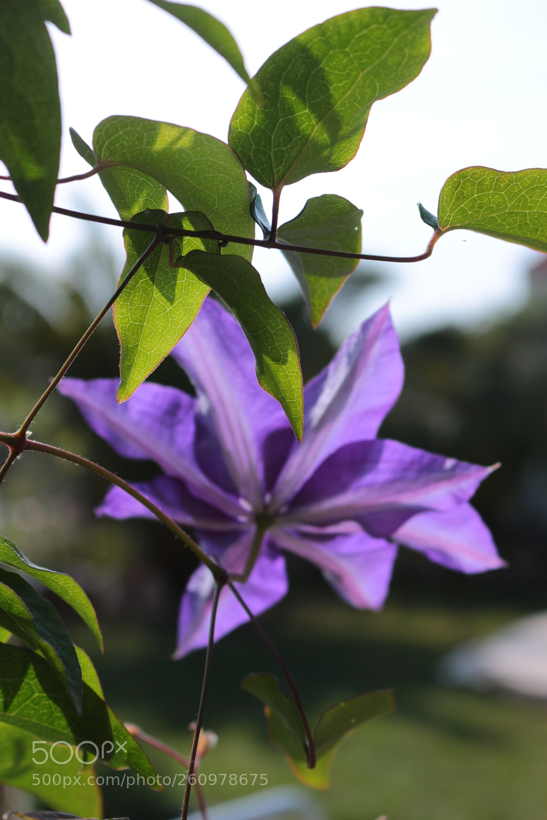Canon EOS 700D (EOS Rebel T5i / EOS Kiss X7i) sample photo. Clématite photography