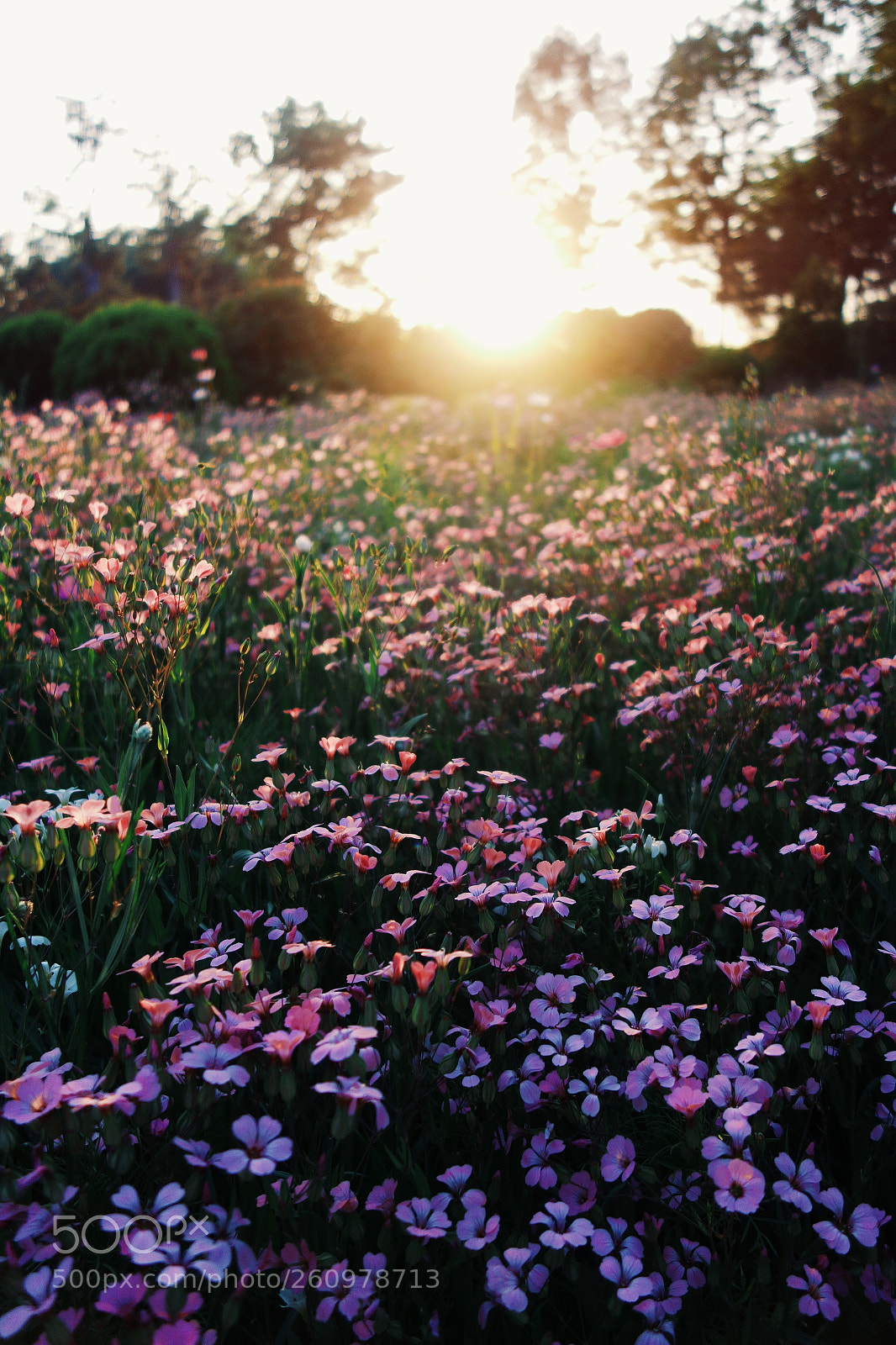 Sony Cyber-shot DSC-RX100 sample photo. Flowers under the dusk photography