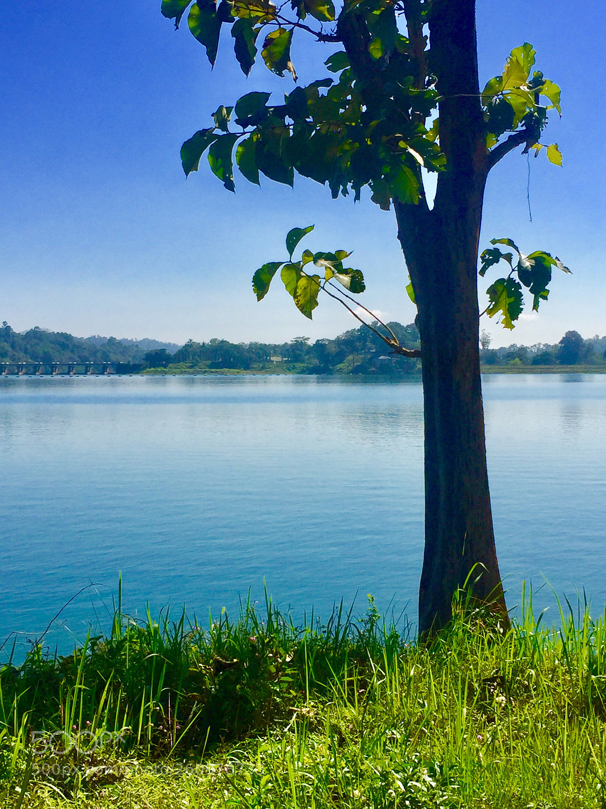 Apple iPhone 6 sample photo. The nature photography
