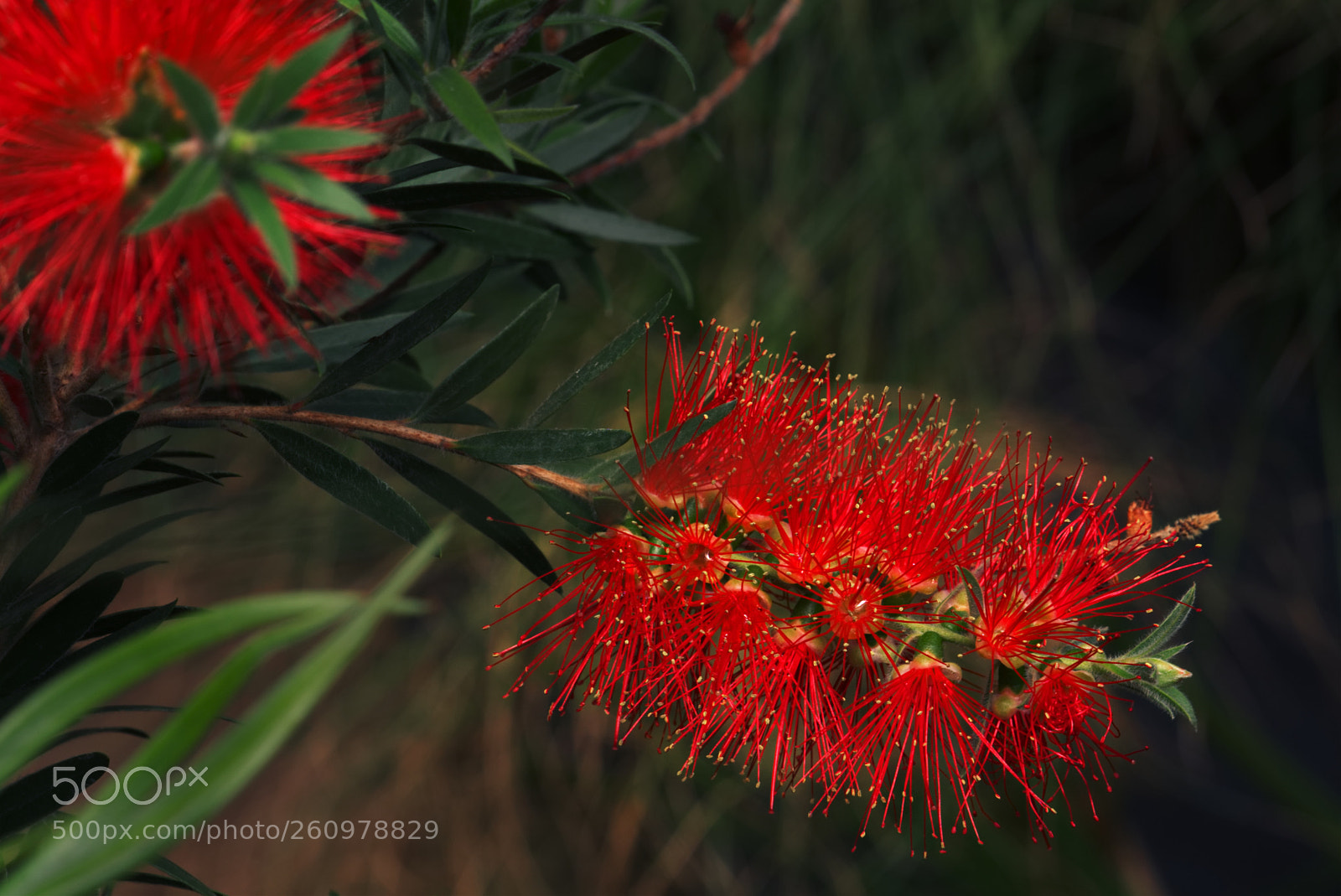 Sony a7 II sample photo. Red glow photography