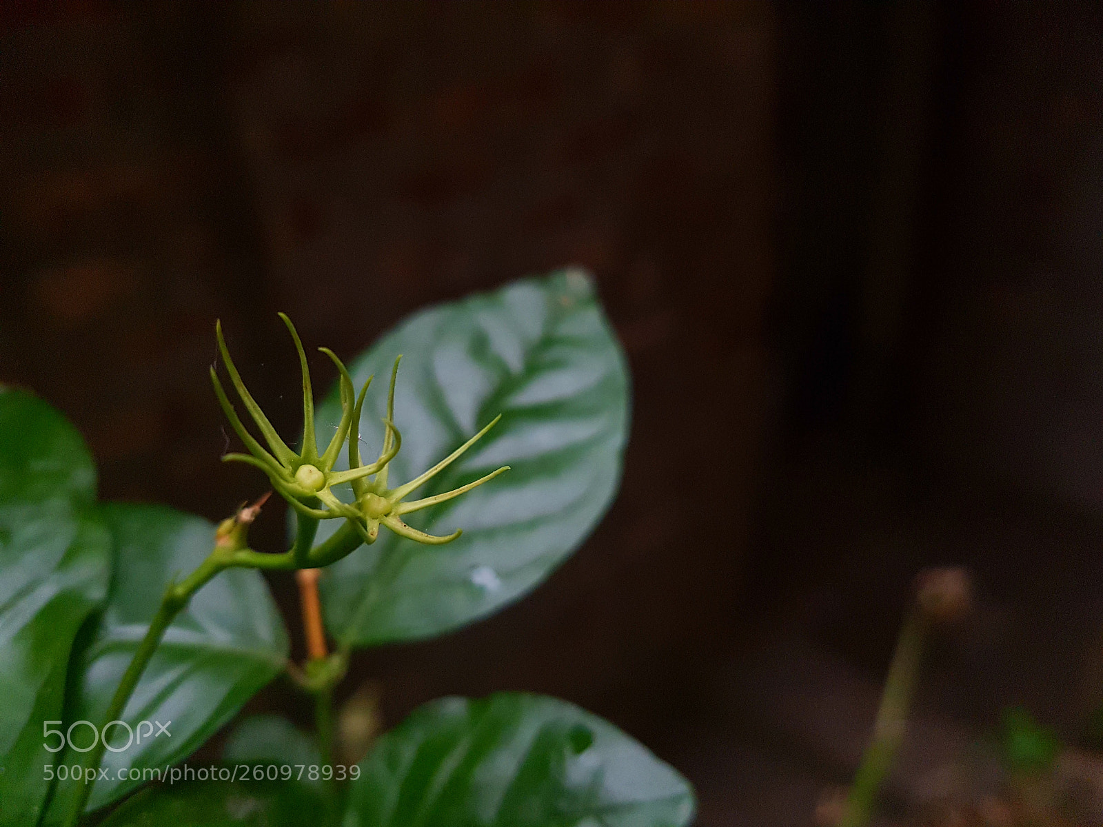 Samsung Galaxy S7 Edge sample photo. Beautiful flower bud photography