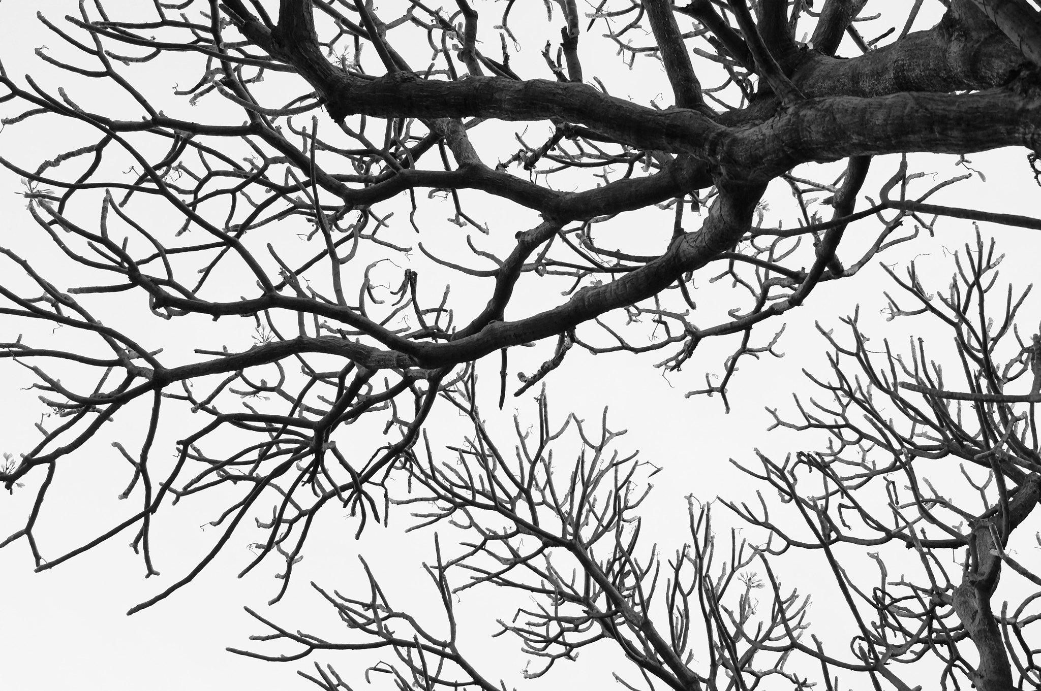 Sony SLT-A57 sample photo. Cycle of life photography
