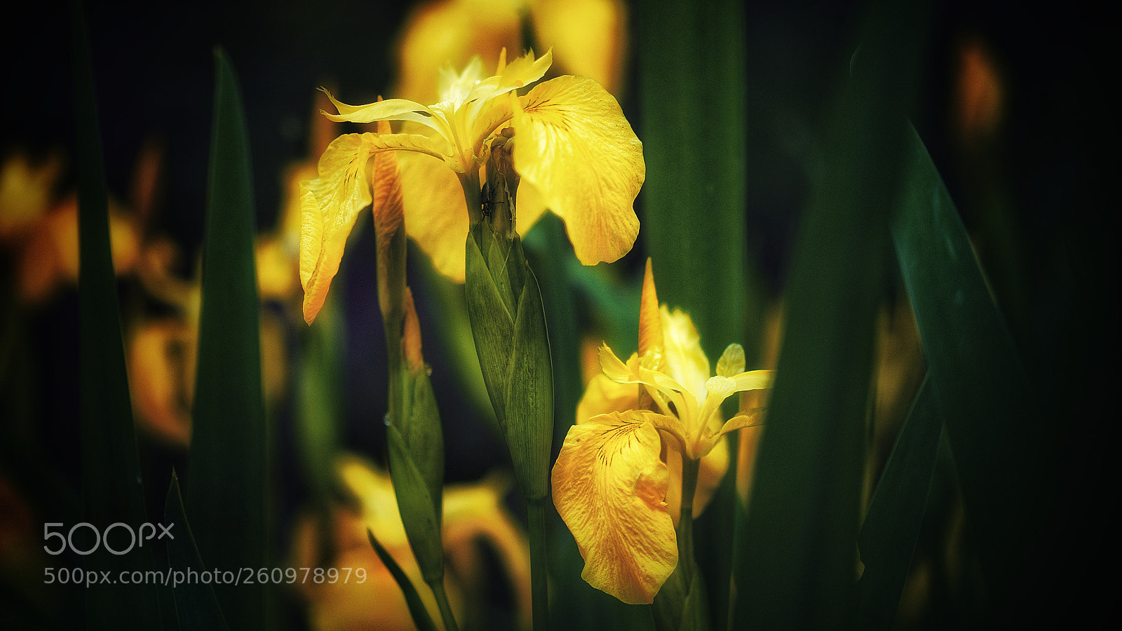 Panasonic Lumix DMC-GX7 sample photo. Yellow flags photography
