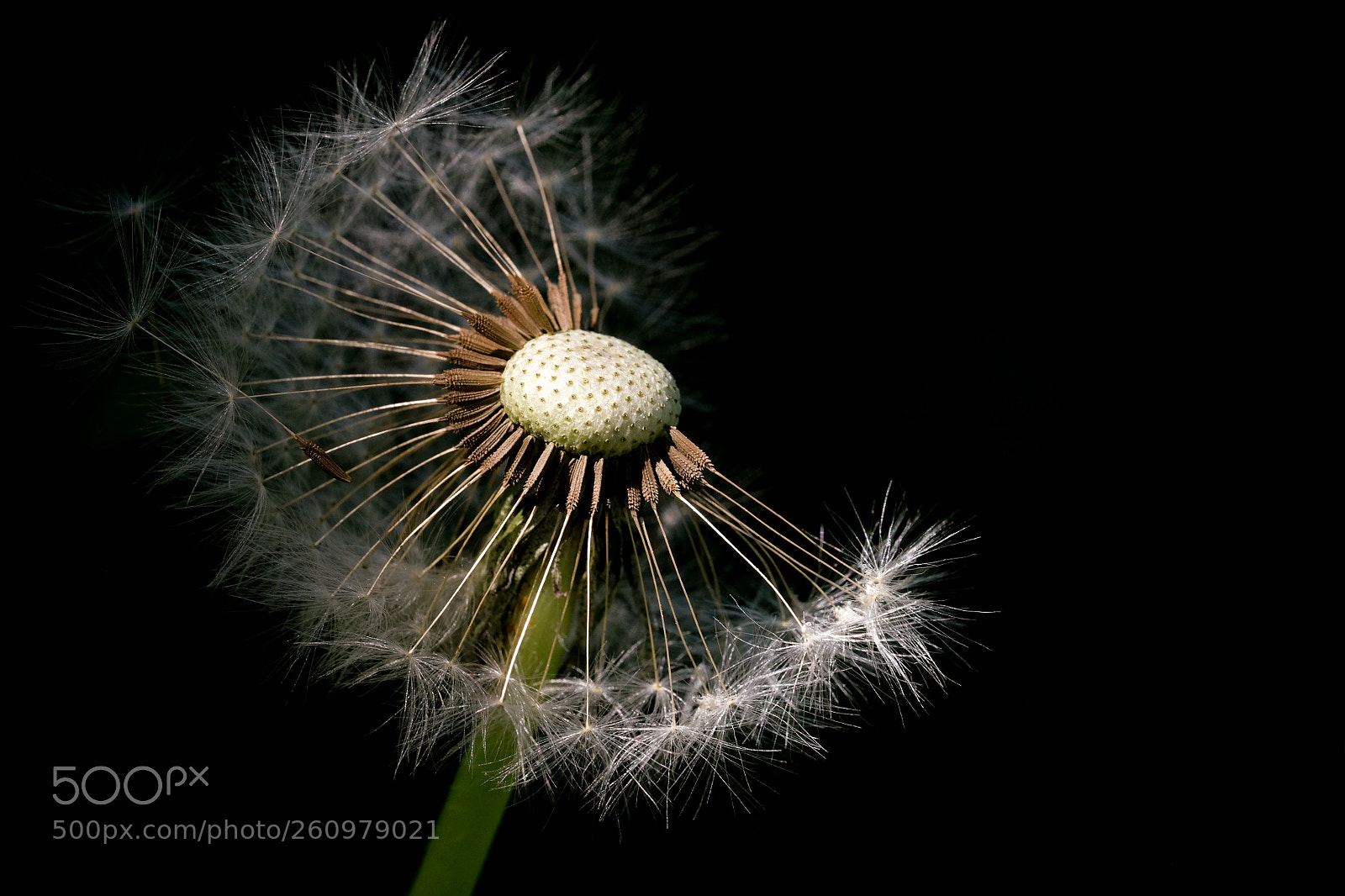 Fujifilm X-T2 sample photo. Blowball photography