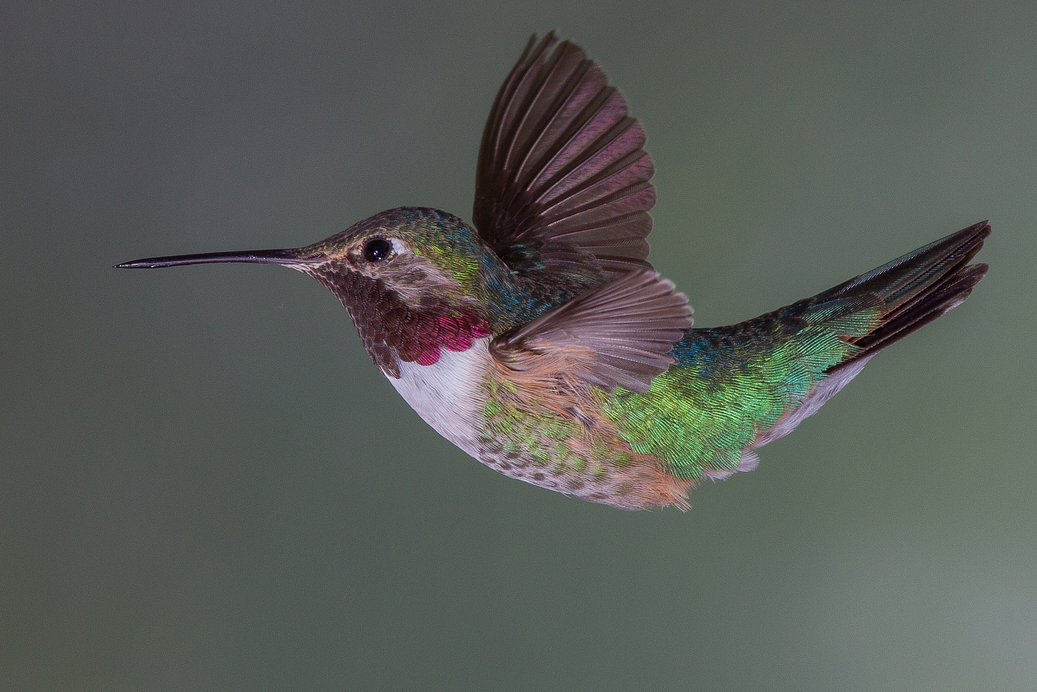 Canon EOS-1D Mark IV sample photo. Broad tailed hummingbird photography