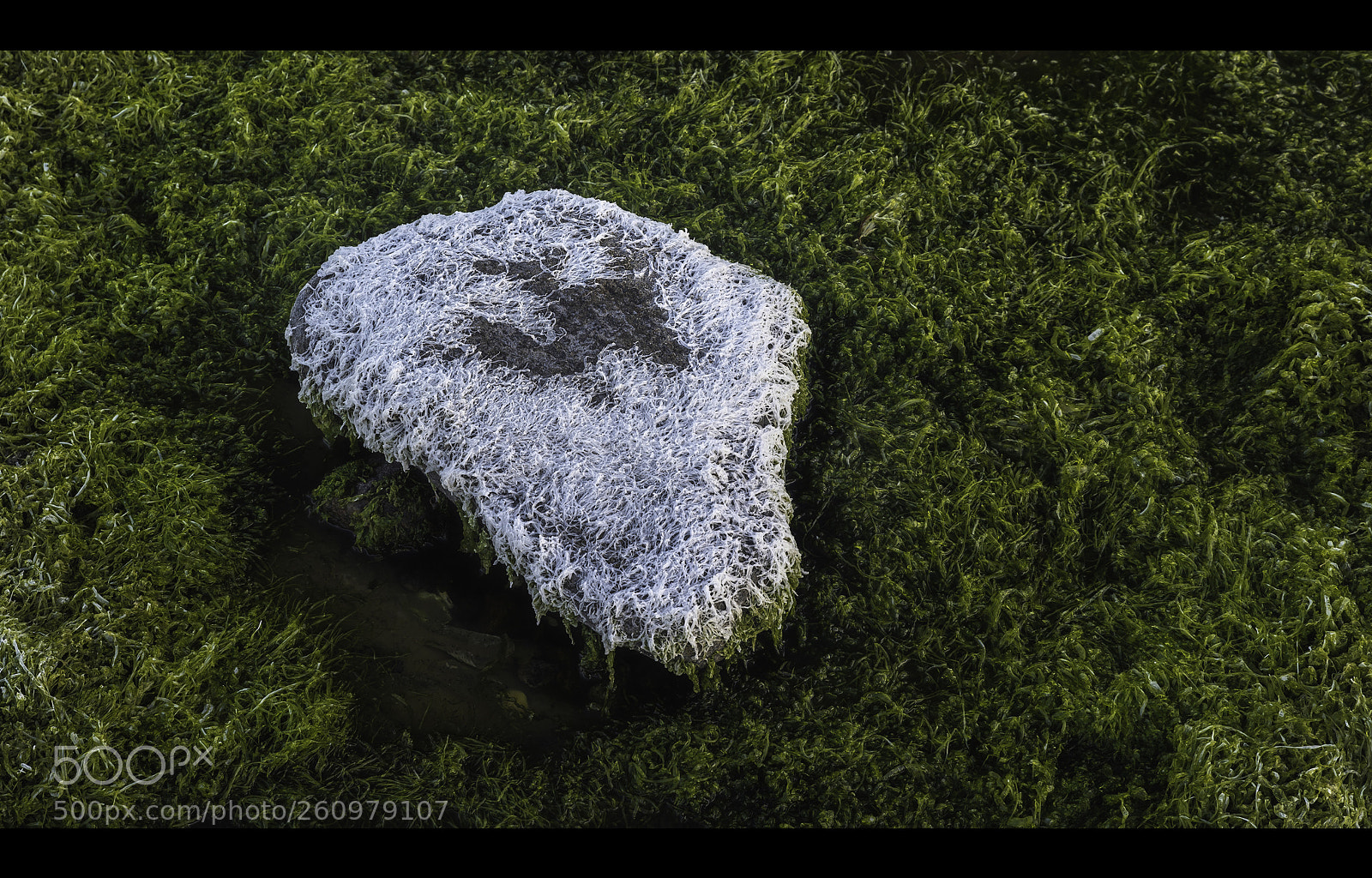 Nikon D810 sample photo. Low water level... photography
