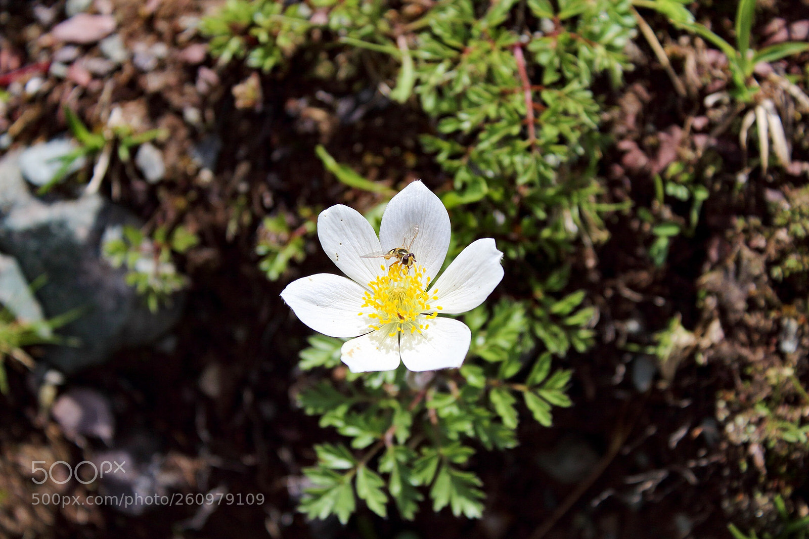 Canon EOS 1300D (EOS Rebel T6 / EOS Kiss X80) sample photo. Anemone alpino  photography