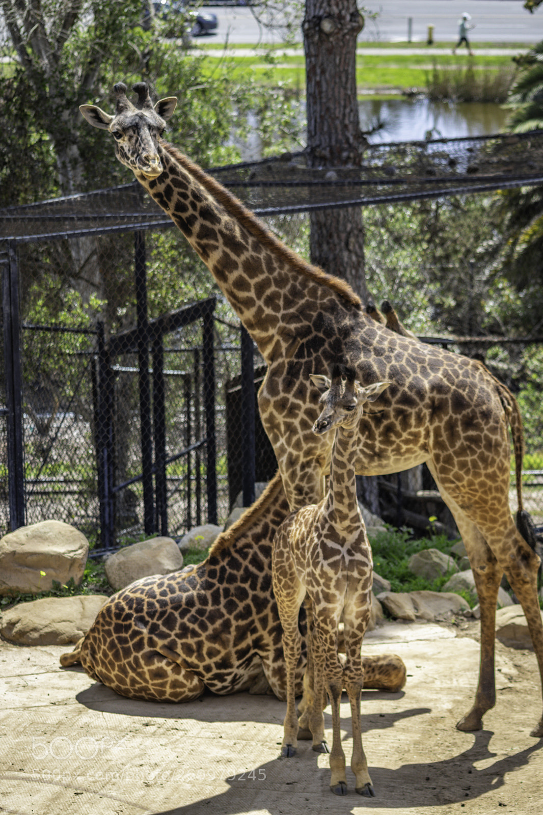 Canon EOS 80D sample photo. 2018-04-08 santa barbara zoo photography