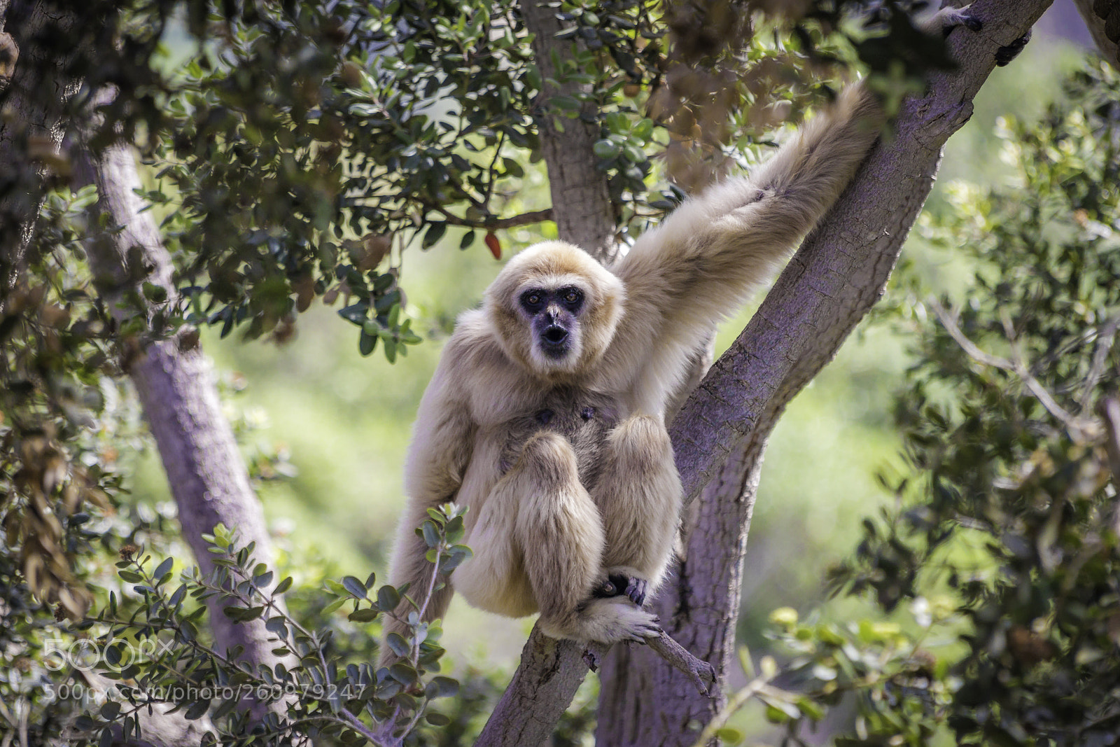 Canon EOS 80D sample photo. 2018-04-08 santa barbara zoo photography