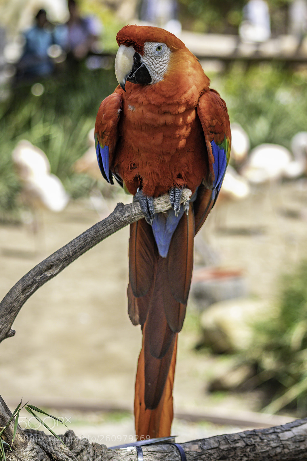 Canon EOS 80D sample photo. 2018-04-08 santa barbara zoo photography