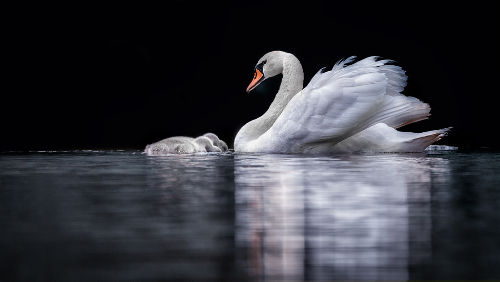 Schwanensee by Detlef Knapp on 500px.com