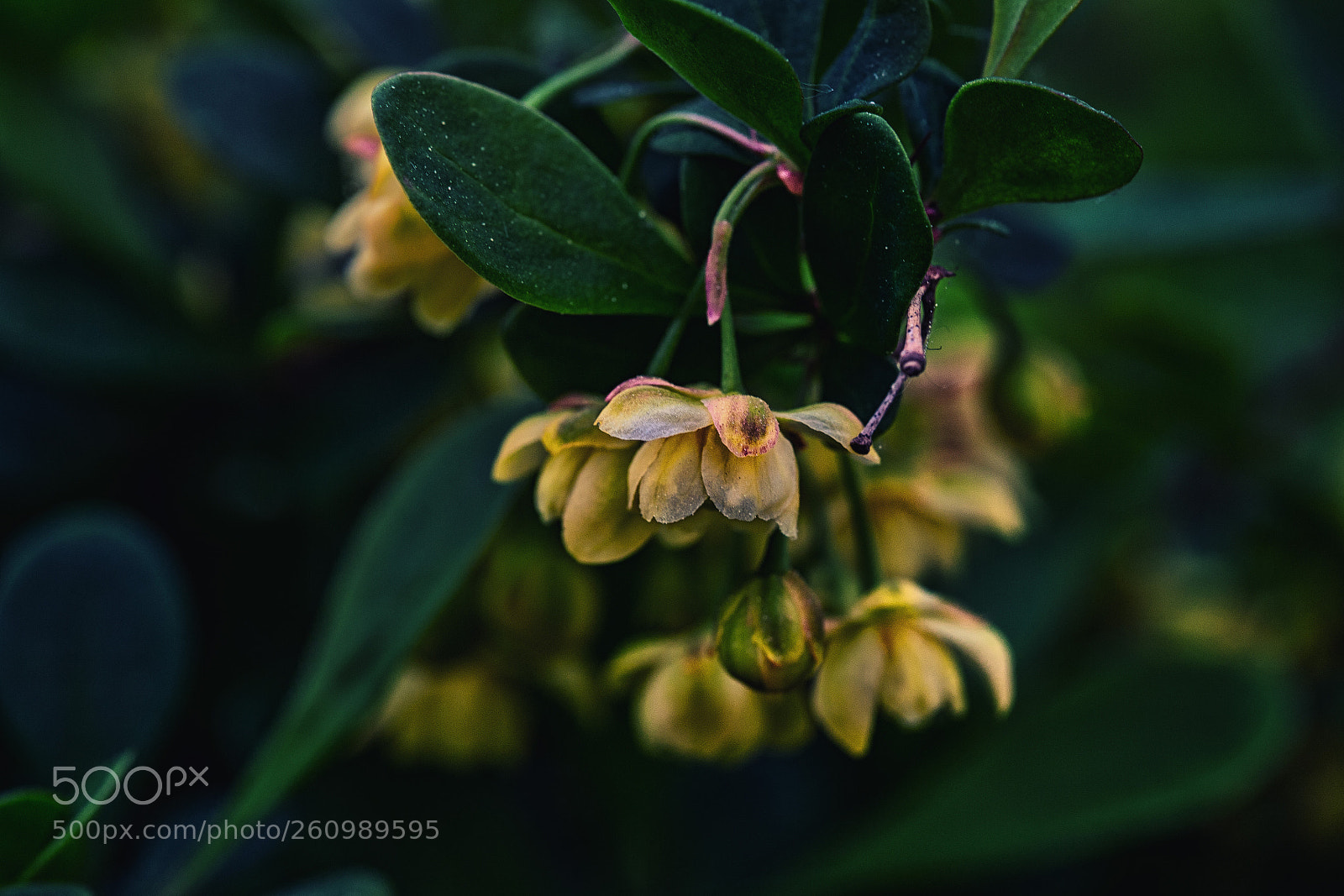 Canon EOS 6D sample photo. Little flowers photography
