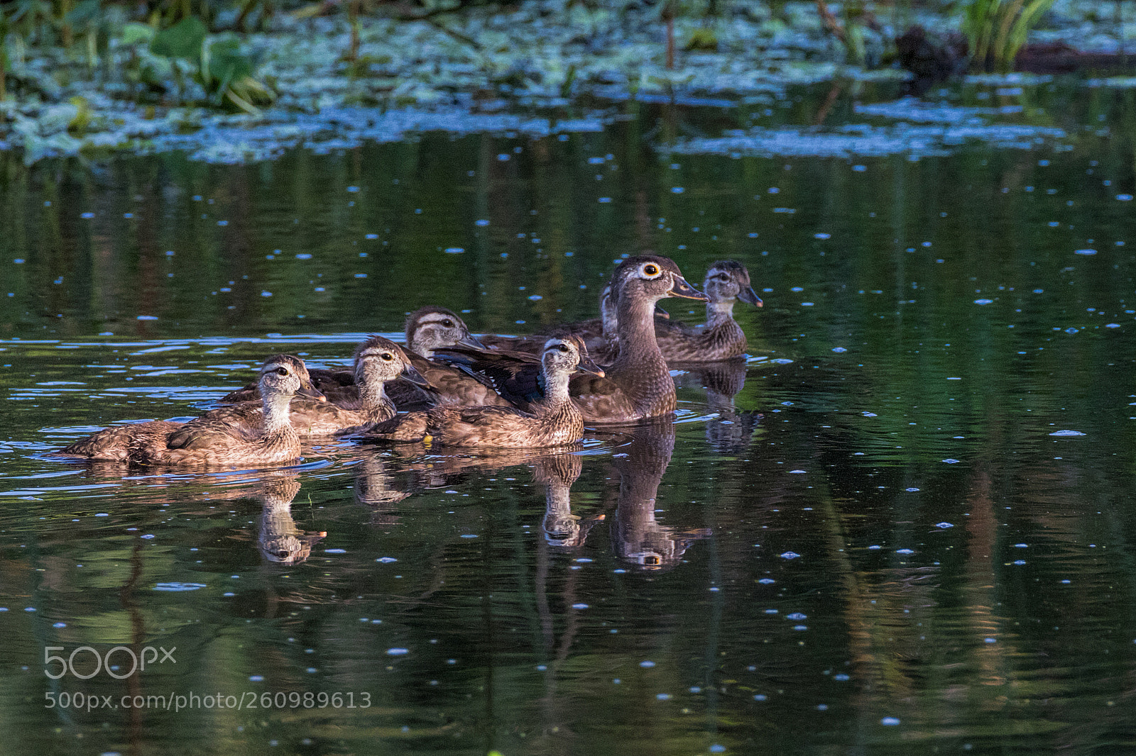 Canon EOS 7D Mark II sample photo. Wood duck family photography