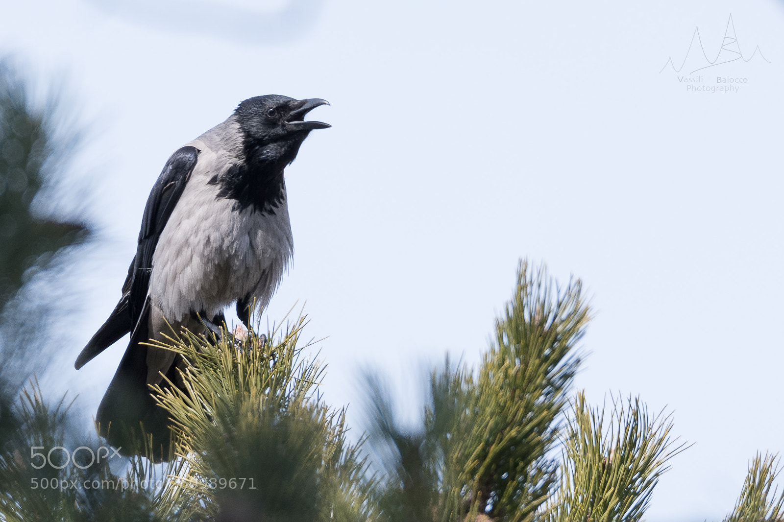 Nikon D500 sample photo. Il cantante photography