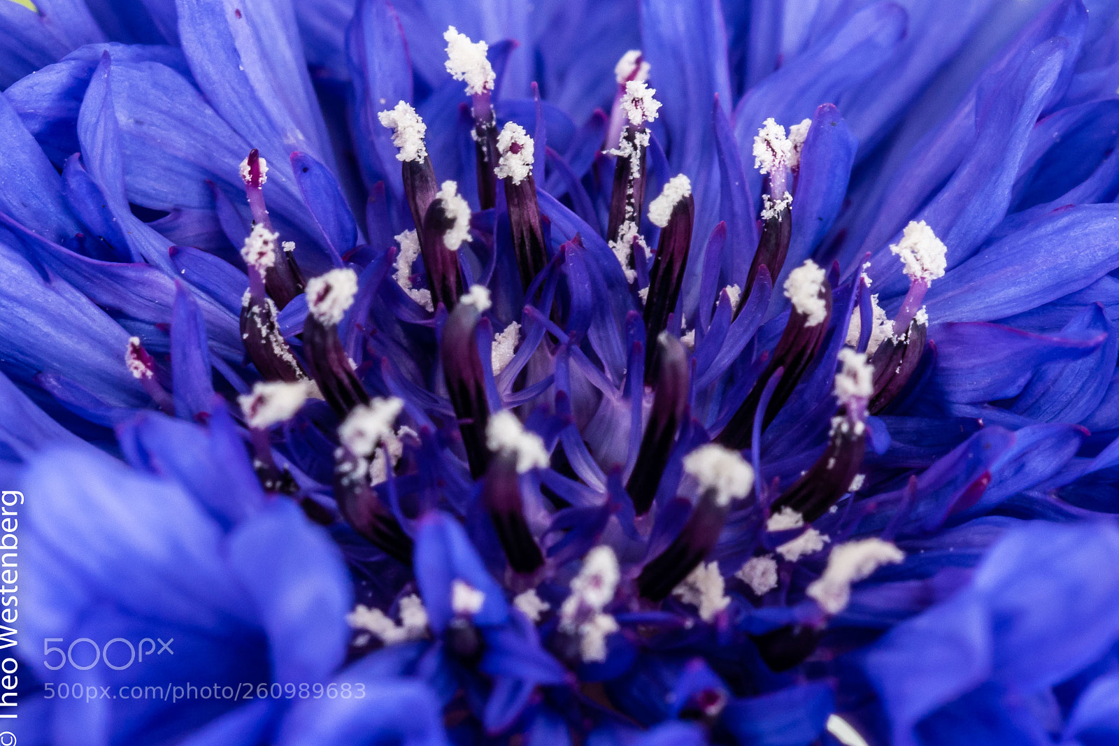 Canon EOS 70D sample photo. Something blue photography