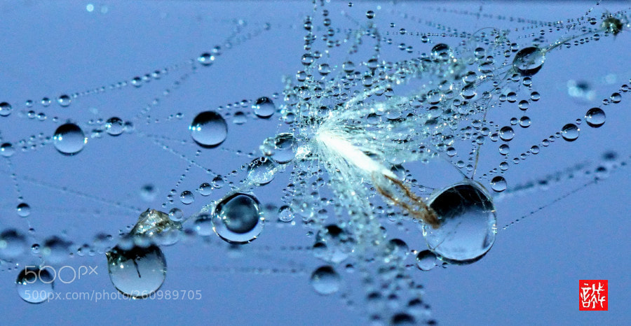 Sony a6500 sample photo. Fog drops 0605 photography