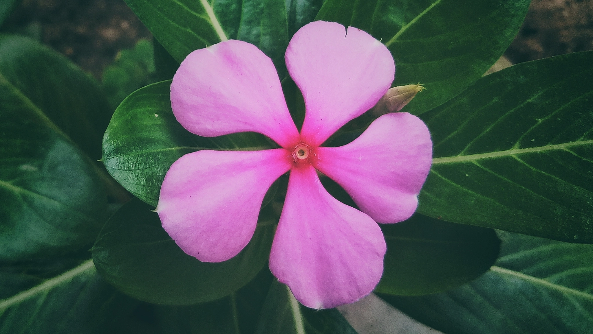 OPPO A1601 sample photo. Pink flower photography