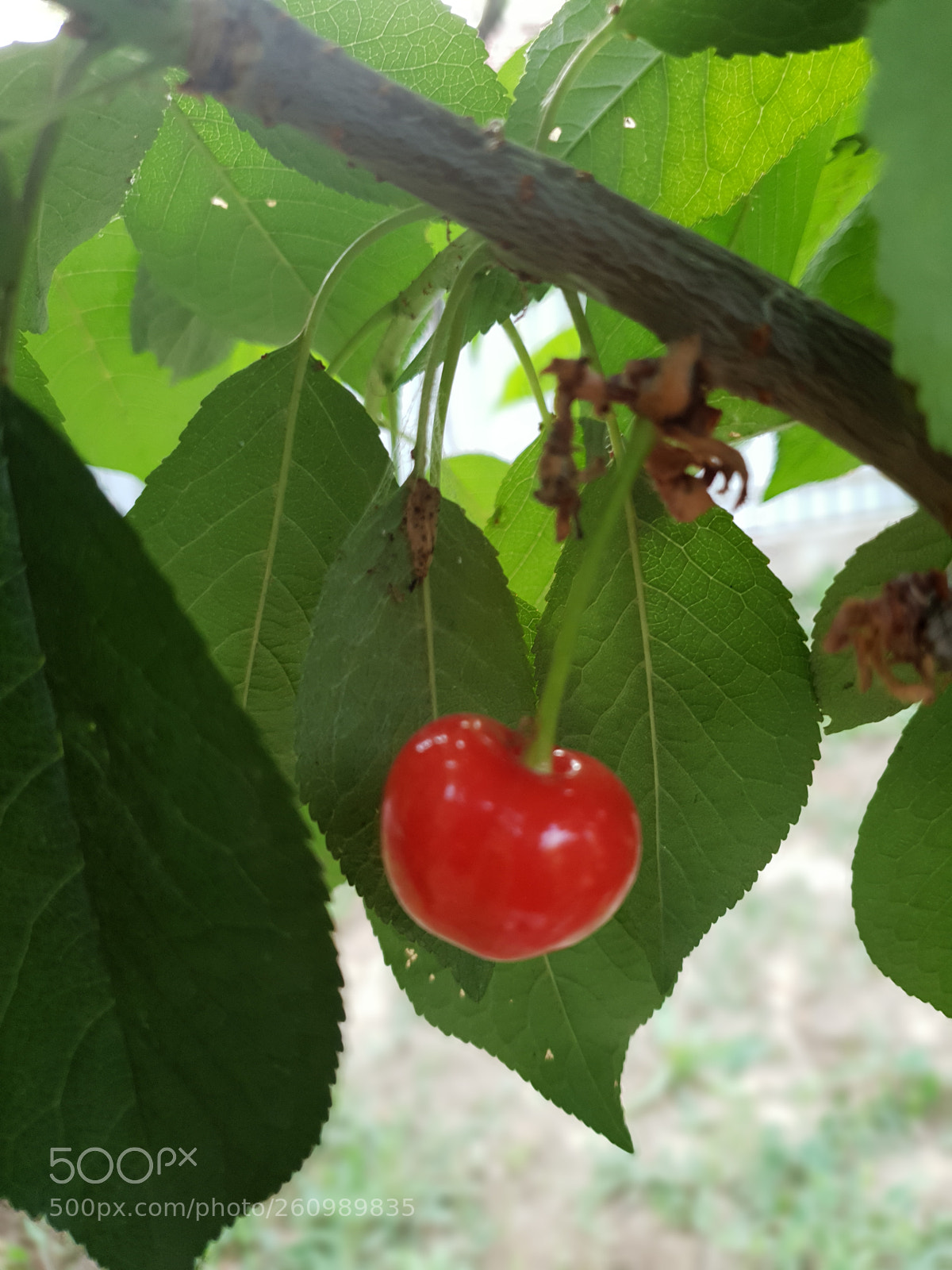 Samsung Galaxy S9 sample photo. Untitled photography