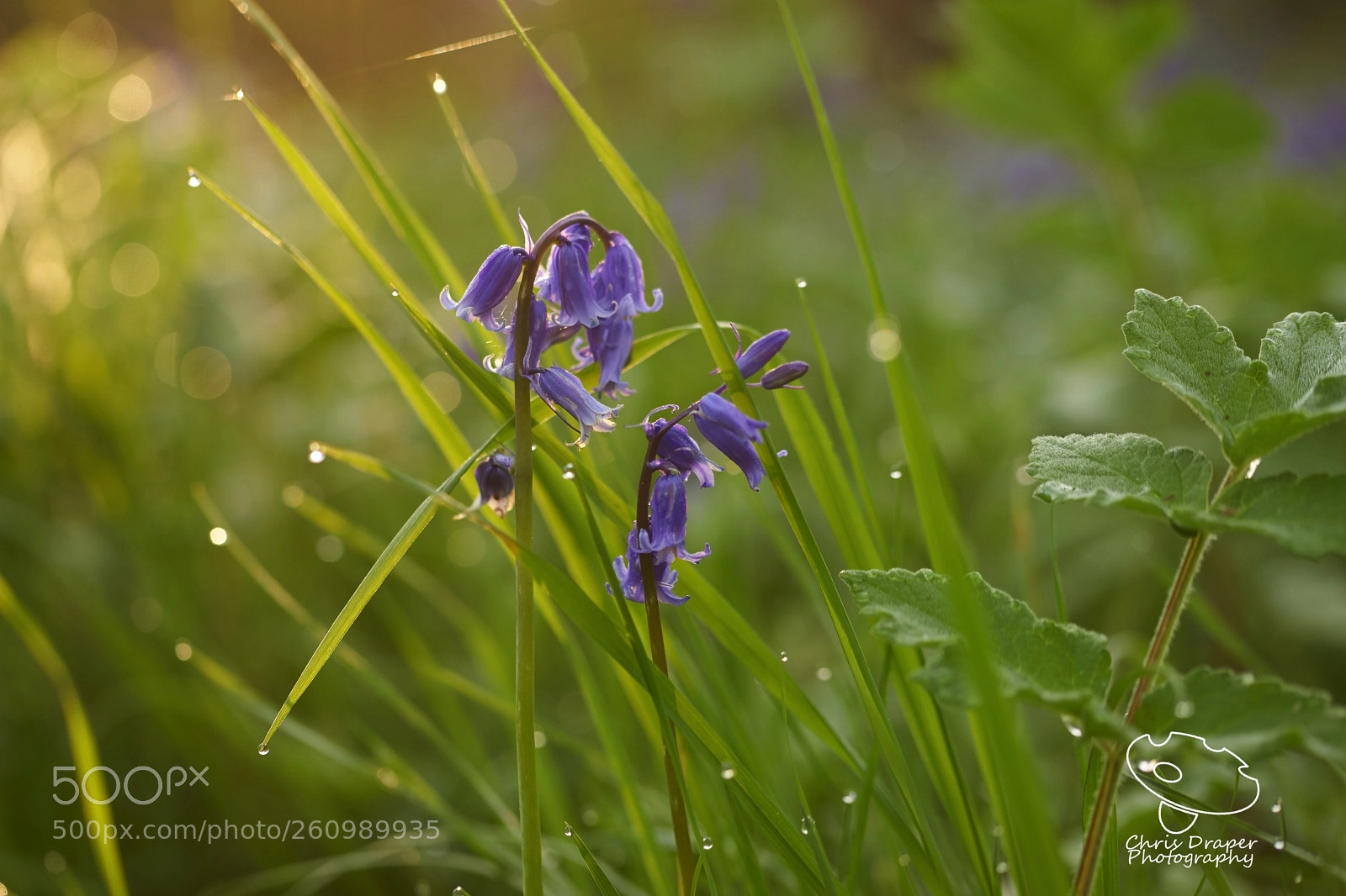 Sony ILCA-77M2 sample photo. Spring bluebells photography