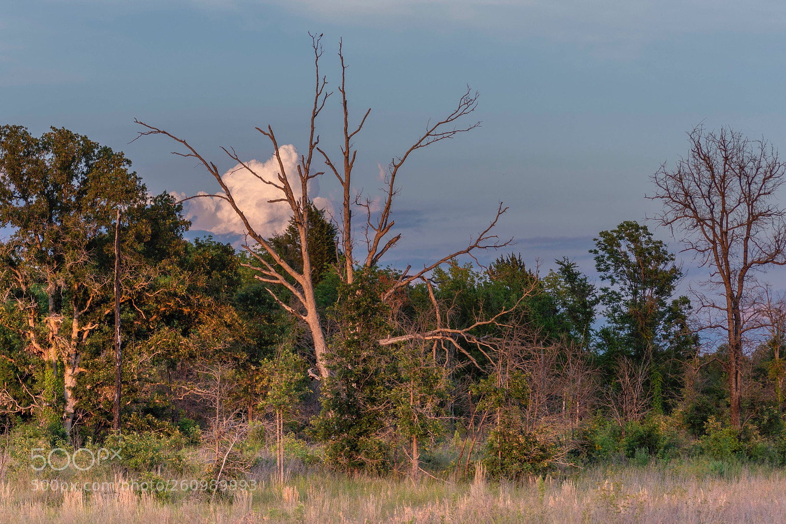 Nikon D7200 sample photo. Sleepyhollow photography