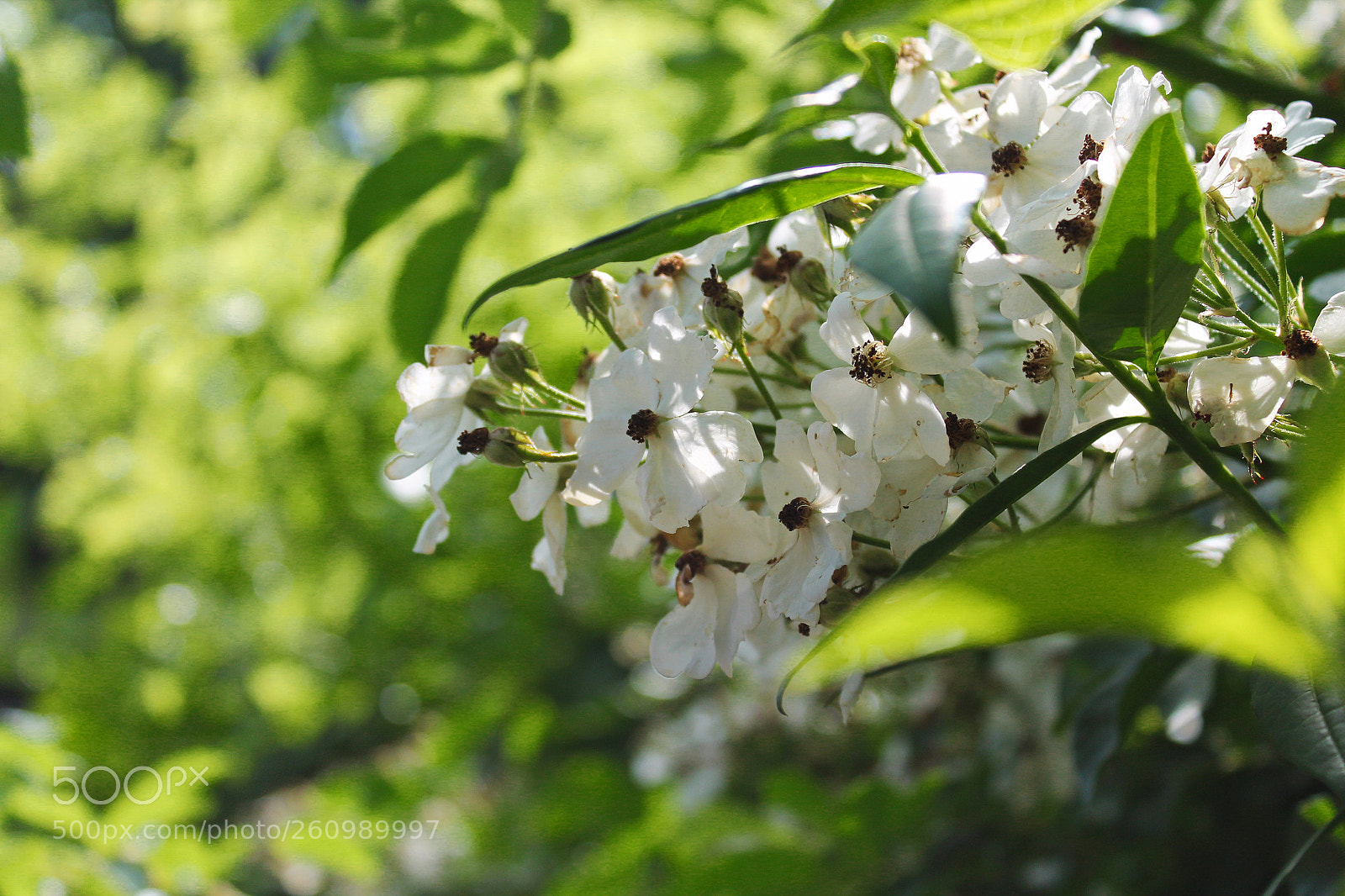 Canon EOS 1100D (EOS Rebel T3 / EOS Kiss X50) sample photo. Bloom photography
