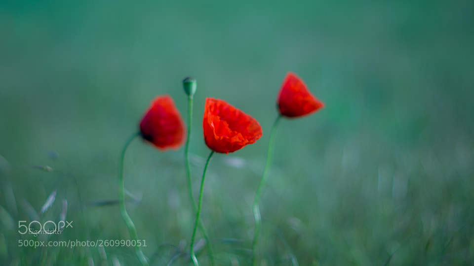 Pentax K-70 sample photo. Mohnblumen photography