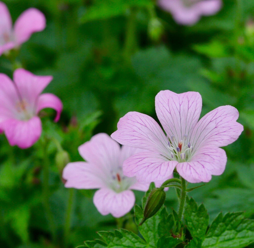 Canon EOS M50 (EOS Kiss M) sample photo. Purple photography