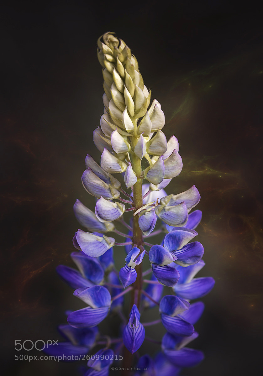 Canon EOS 5D Mark IV sample photo. "lupinus" photography