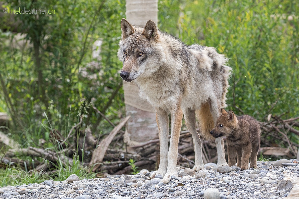 Canon EOS 5D Mark IV sample photo. Wolf with pup photography