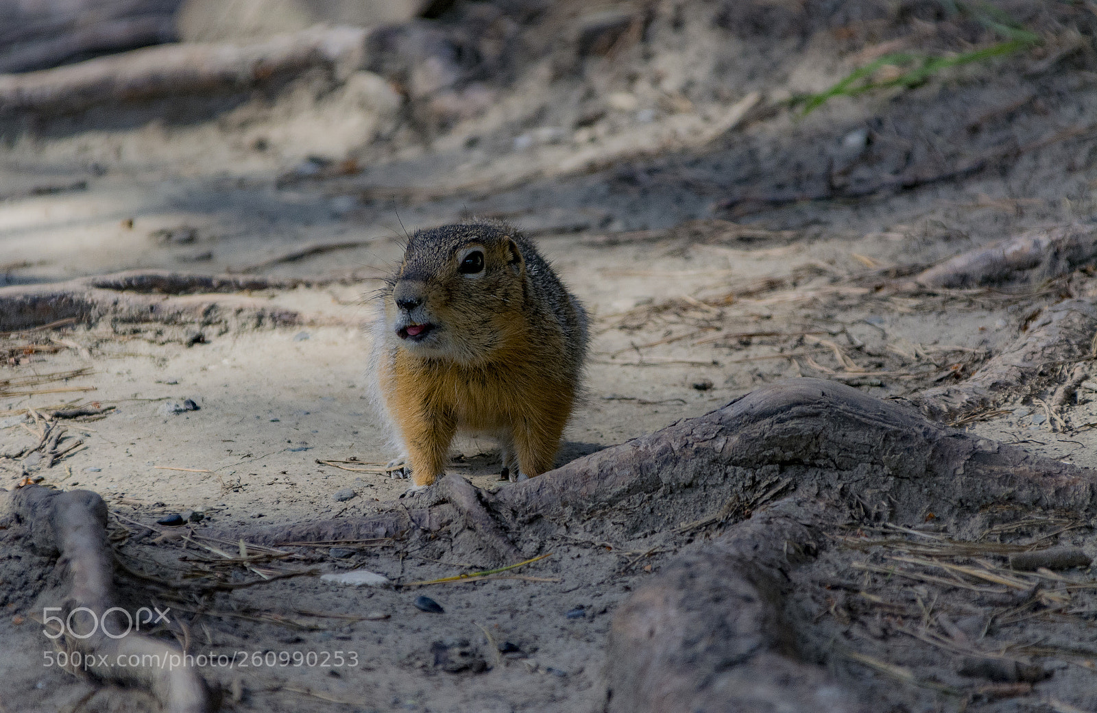 Nikon D5200 sample photo. Сhipmunk chewing nut photography