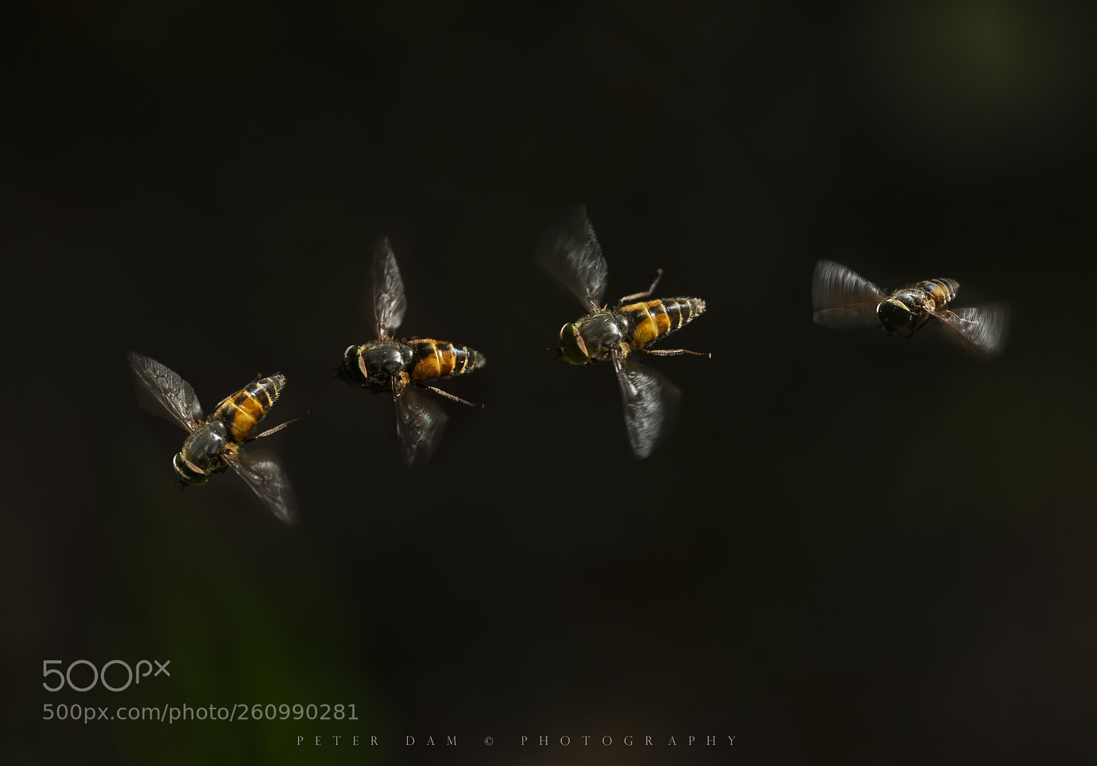 Canon EOS-1D X sample photo. Hoverfly photography