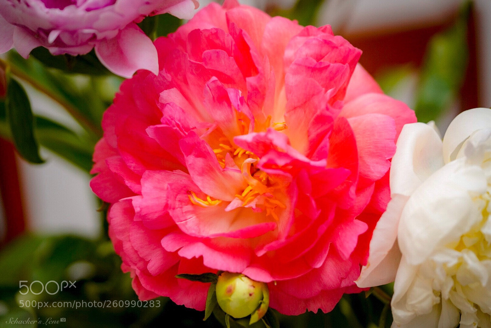 Sony a7R III sample photo. عطر الورد photography