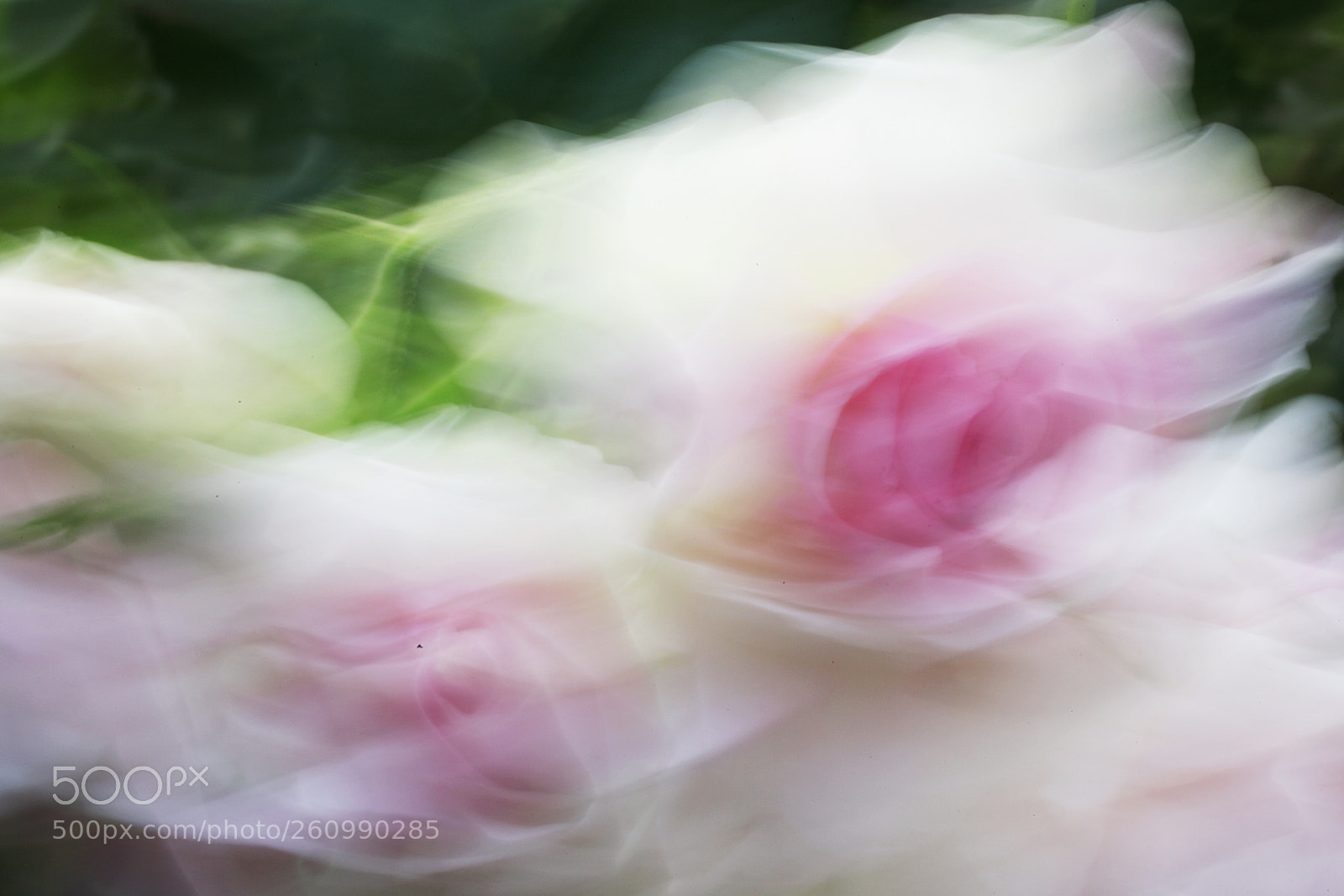 Canon EOS 5D Mark II sample photo. Ghost of a rose  photography