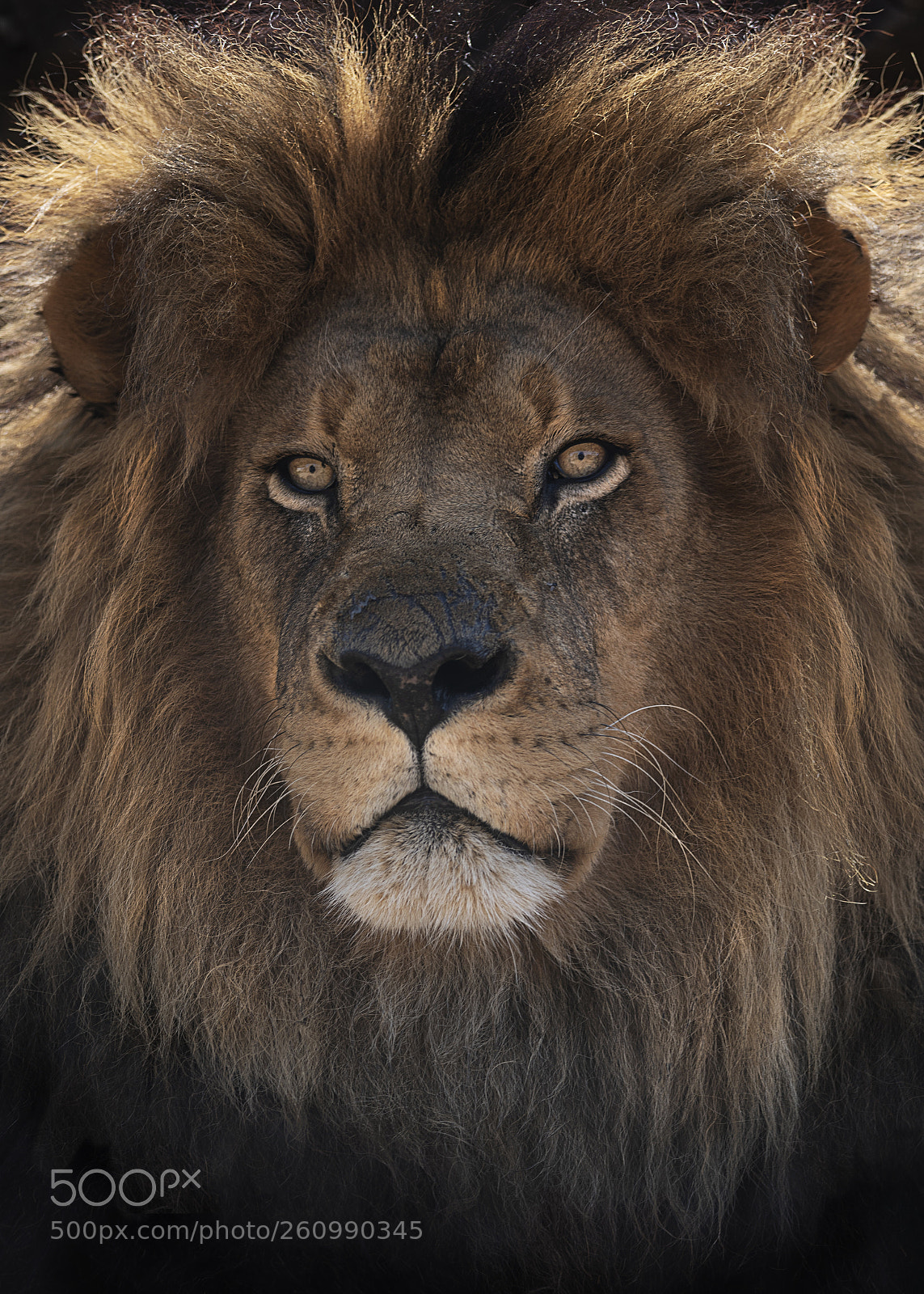 Nikon D750 sample photo. The lion king photography