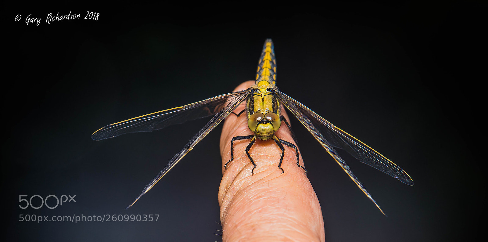Nikon D810 sample photo. Black tailed skimmer (female) photography