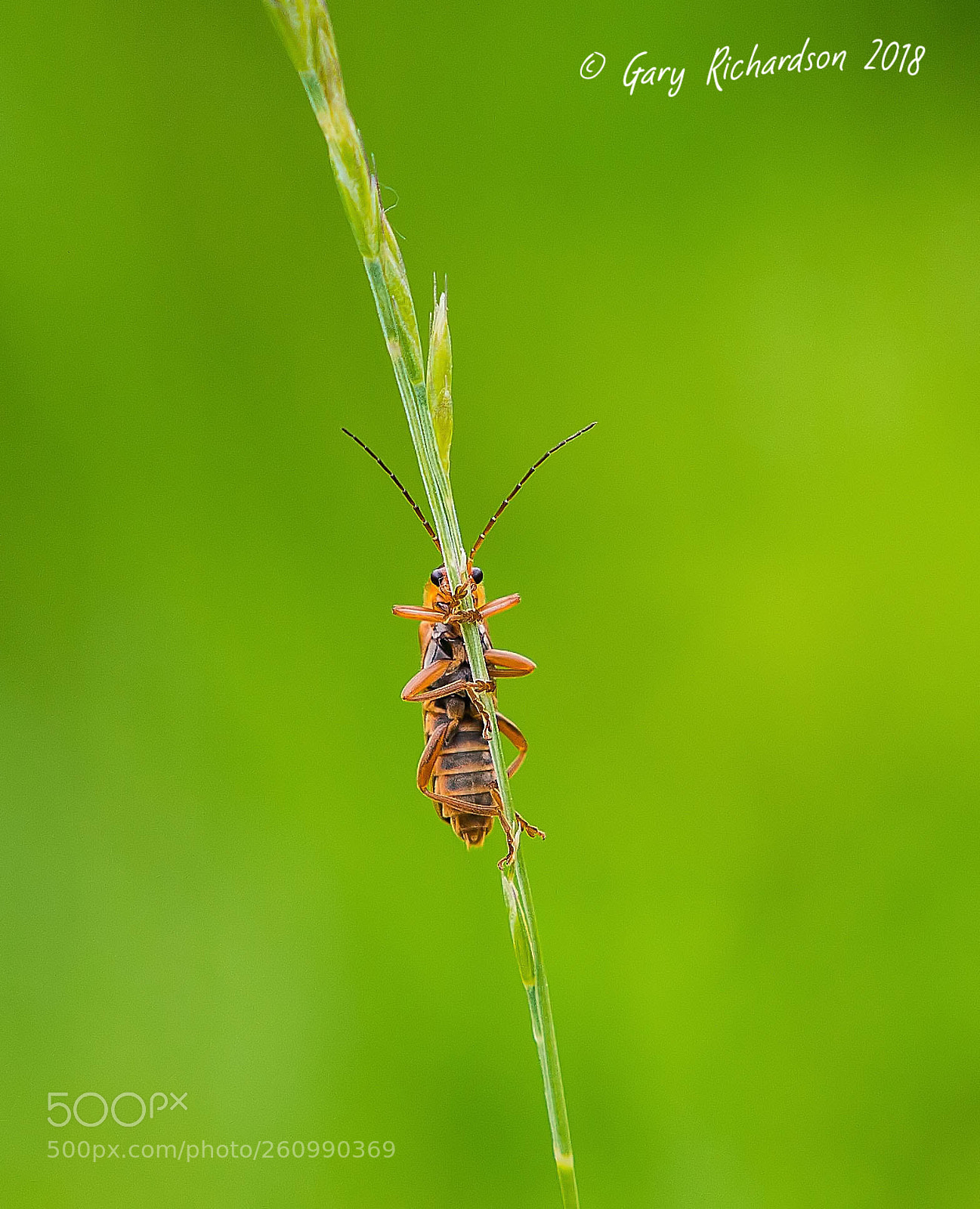 Nikon D4S sample photo. Cantharis figurata photography