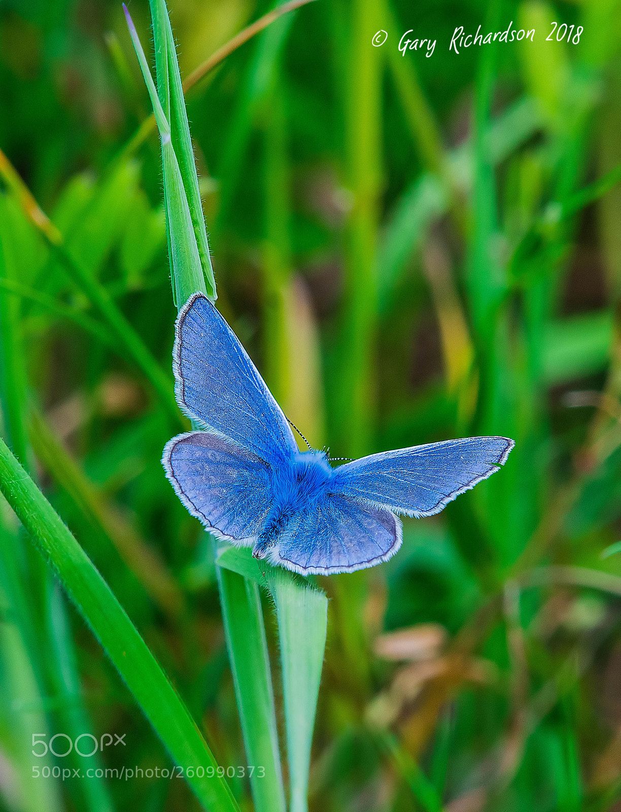 Nikon D500 sample photo. Common blue photography