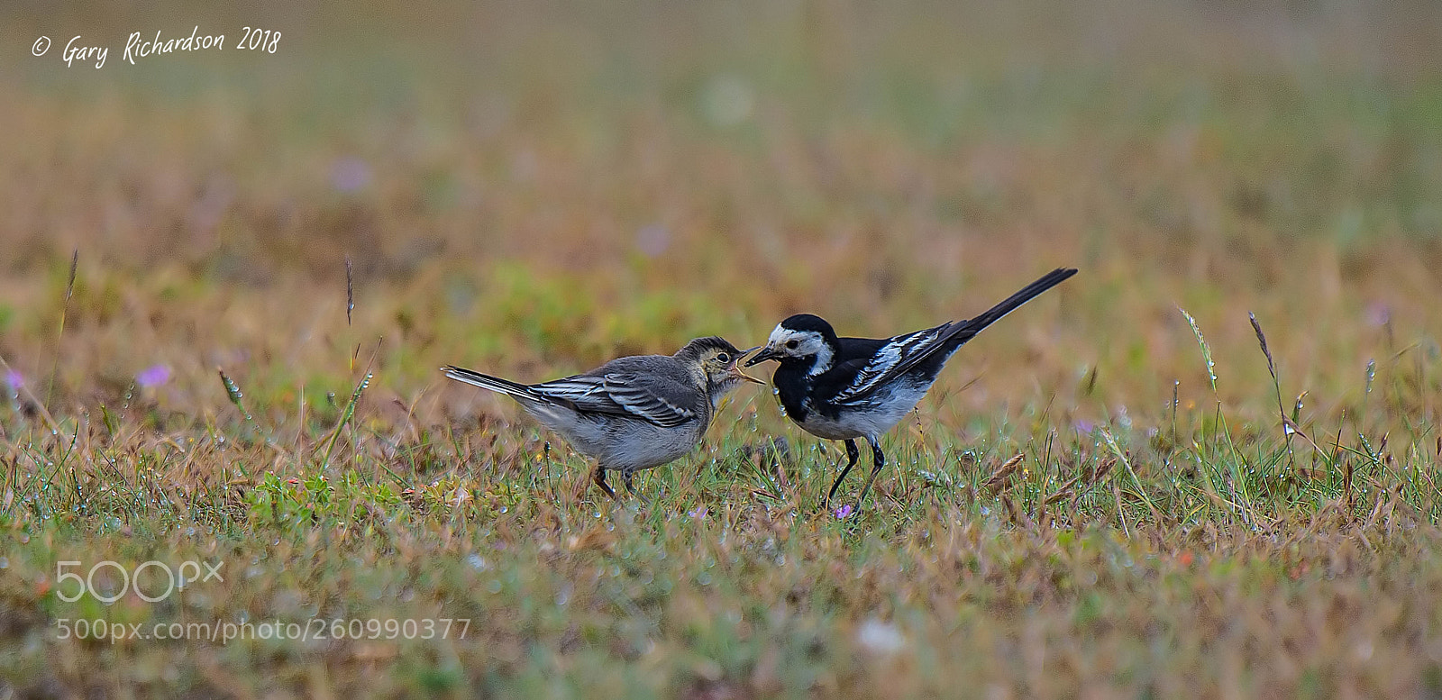 Nikon D4S sample photo. Pied wagtail photography