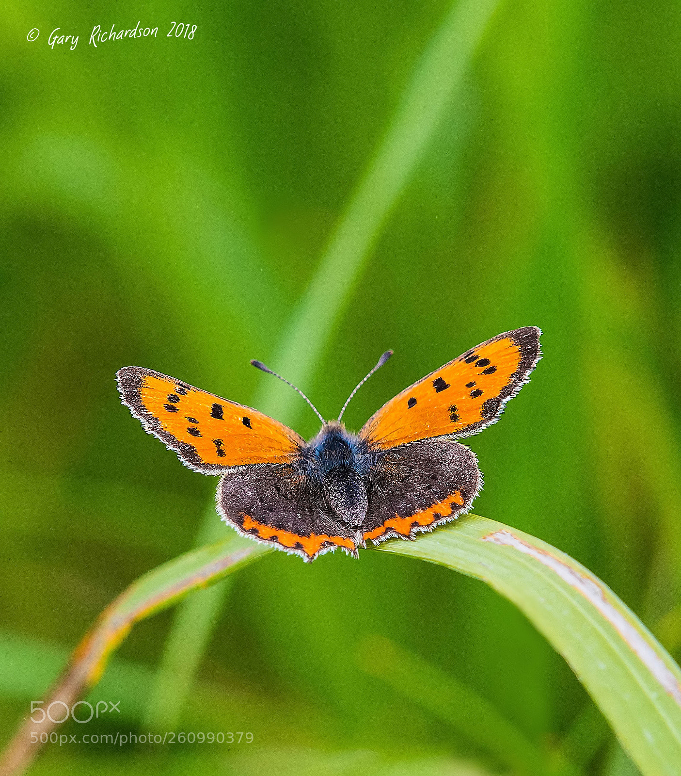 Nikon D500 sample photo. Small copper photography
