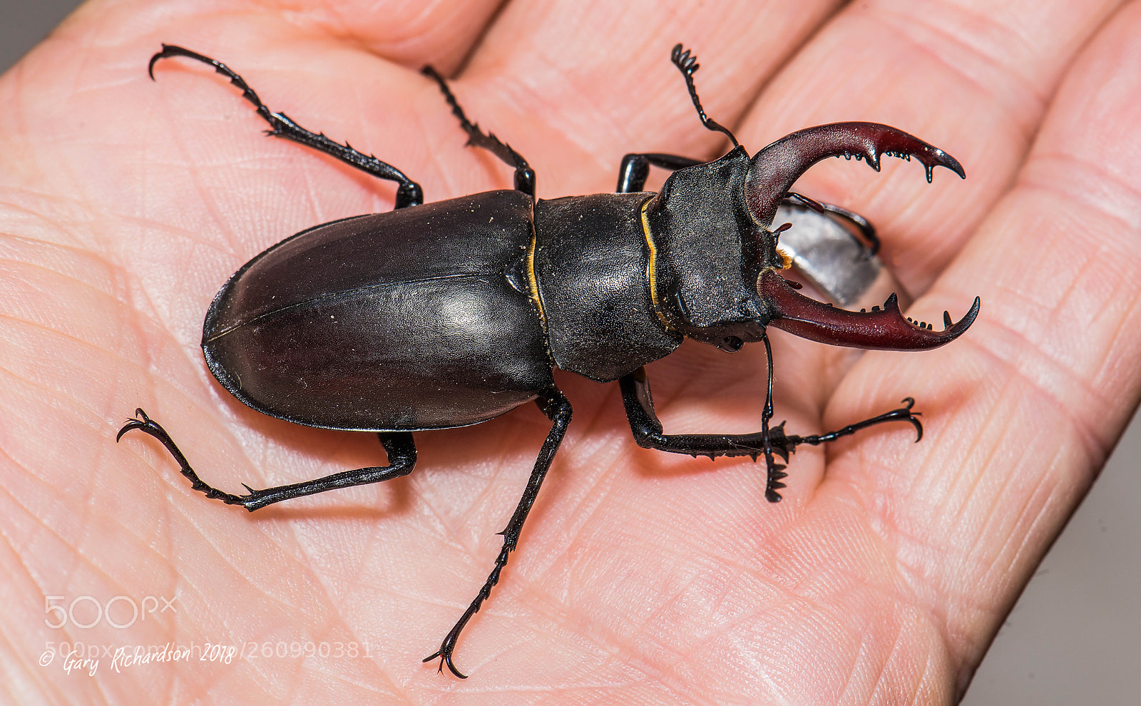 Nikon D810 sample photo. Stag beetle photography