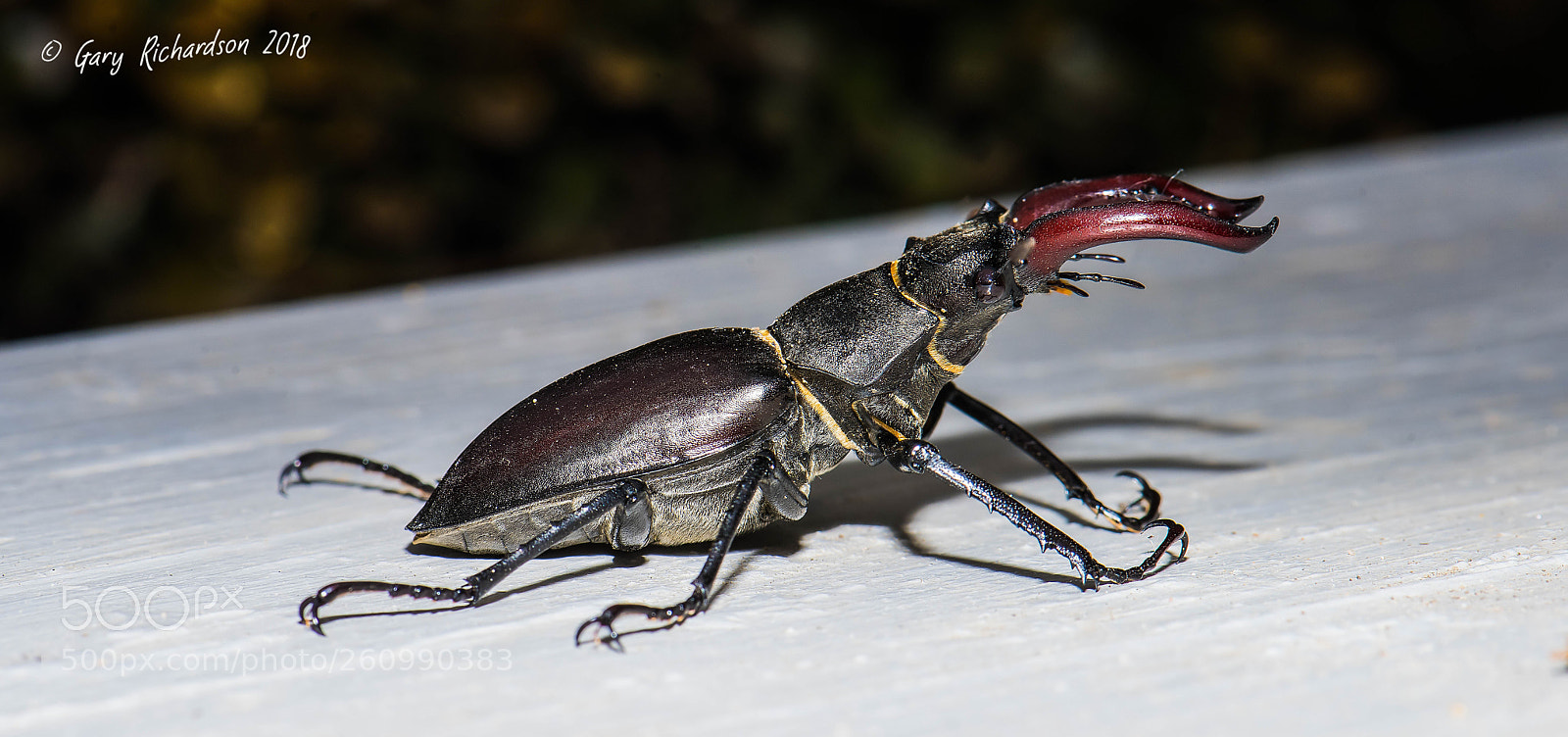 Nikon D810 sample photo. Stag beetle photography