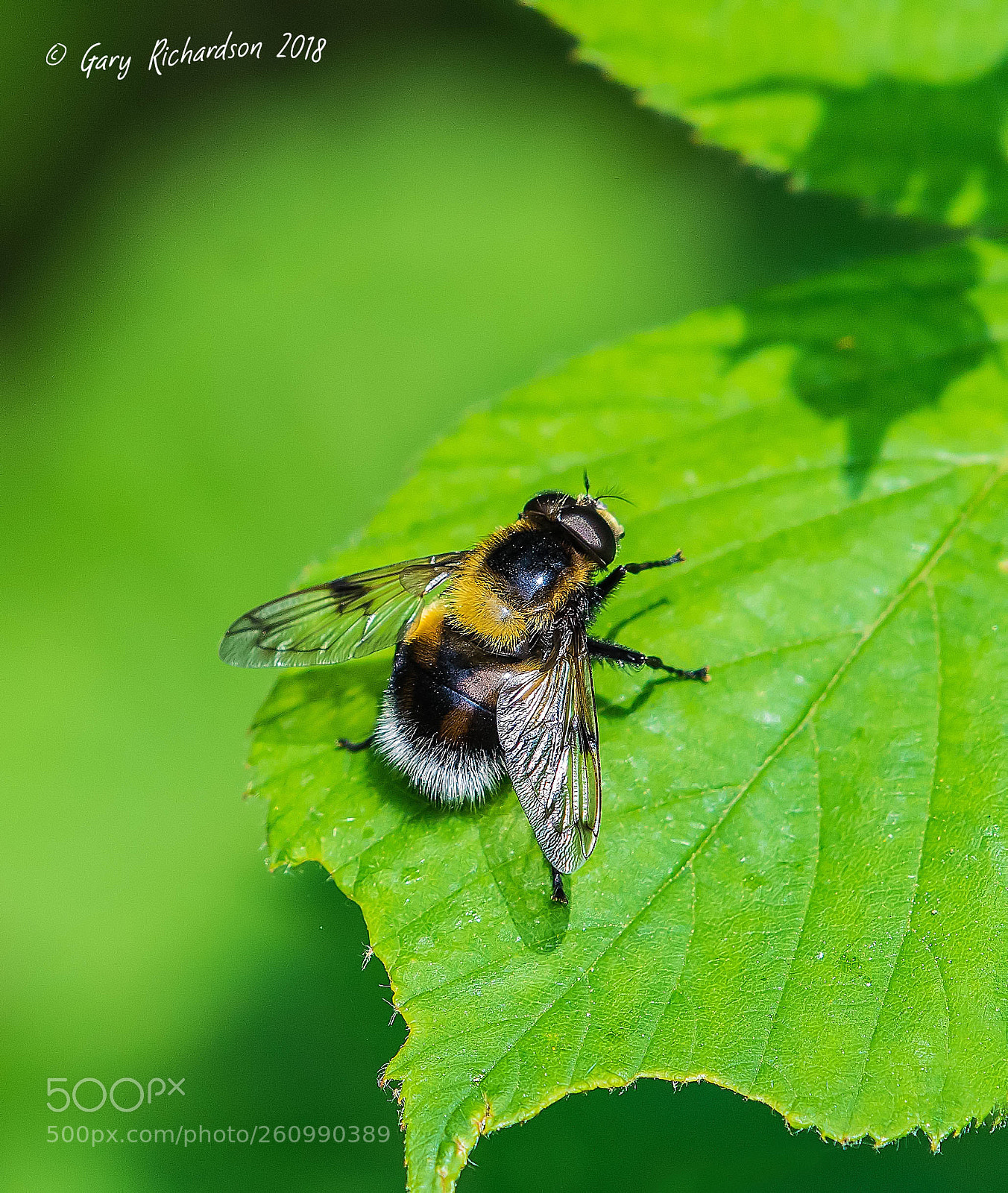 Nikon D500 sample photo. Volucella bombylans photography